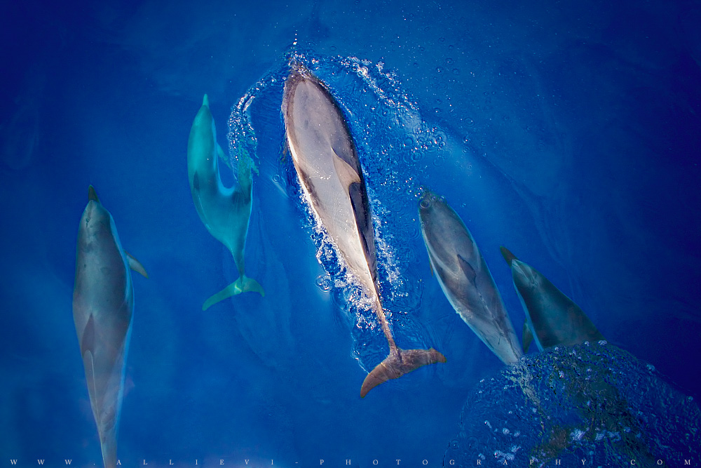 Dive into the blue 2