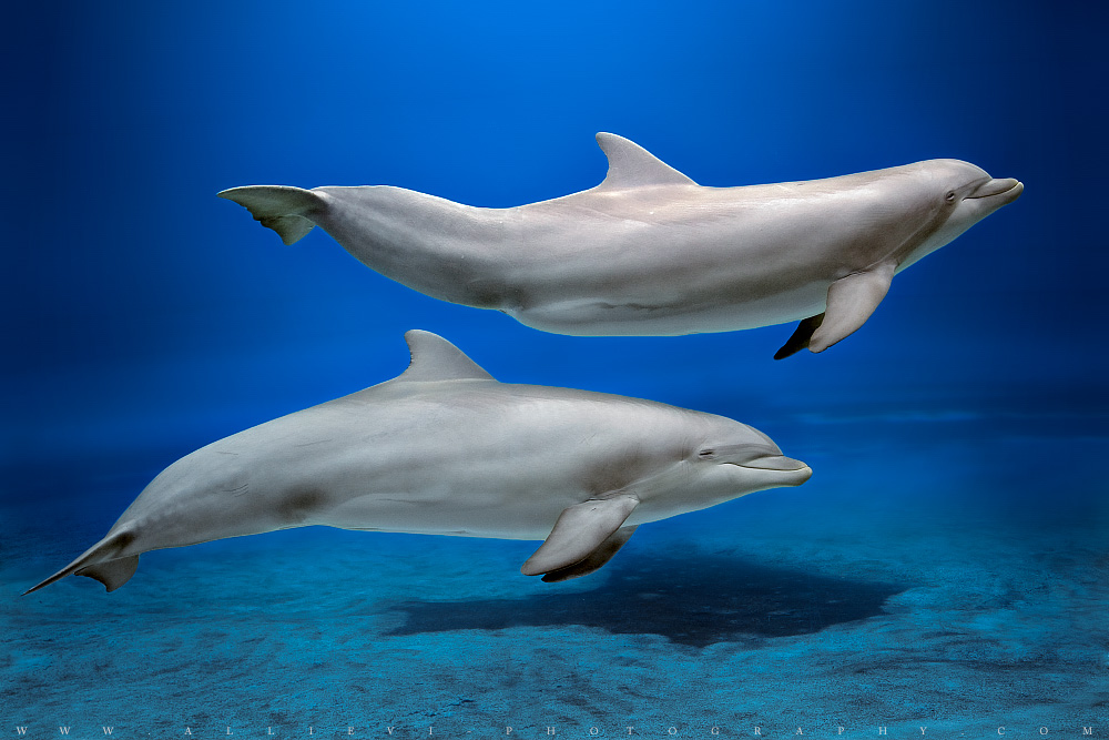 Dolphins