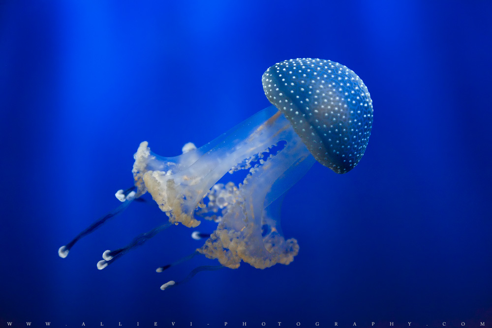 Phyllorhiza punctata