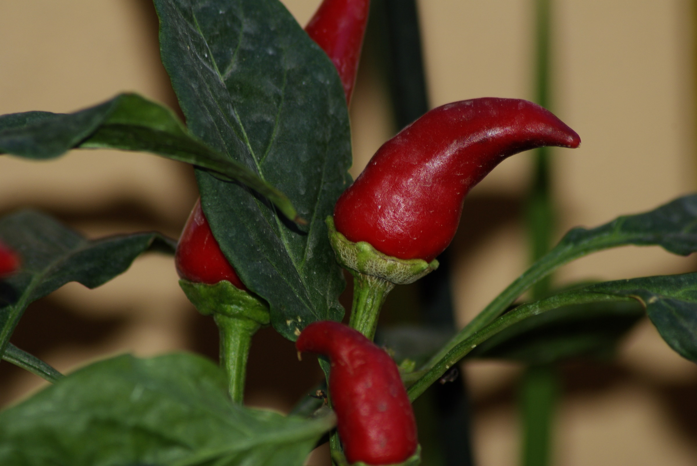 red hot chili peppers