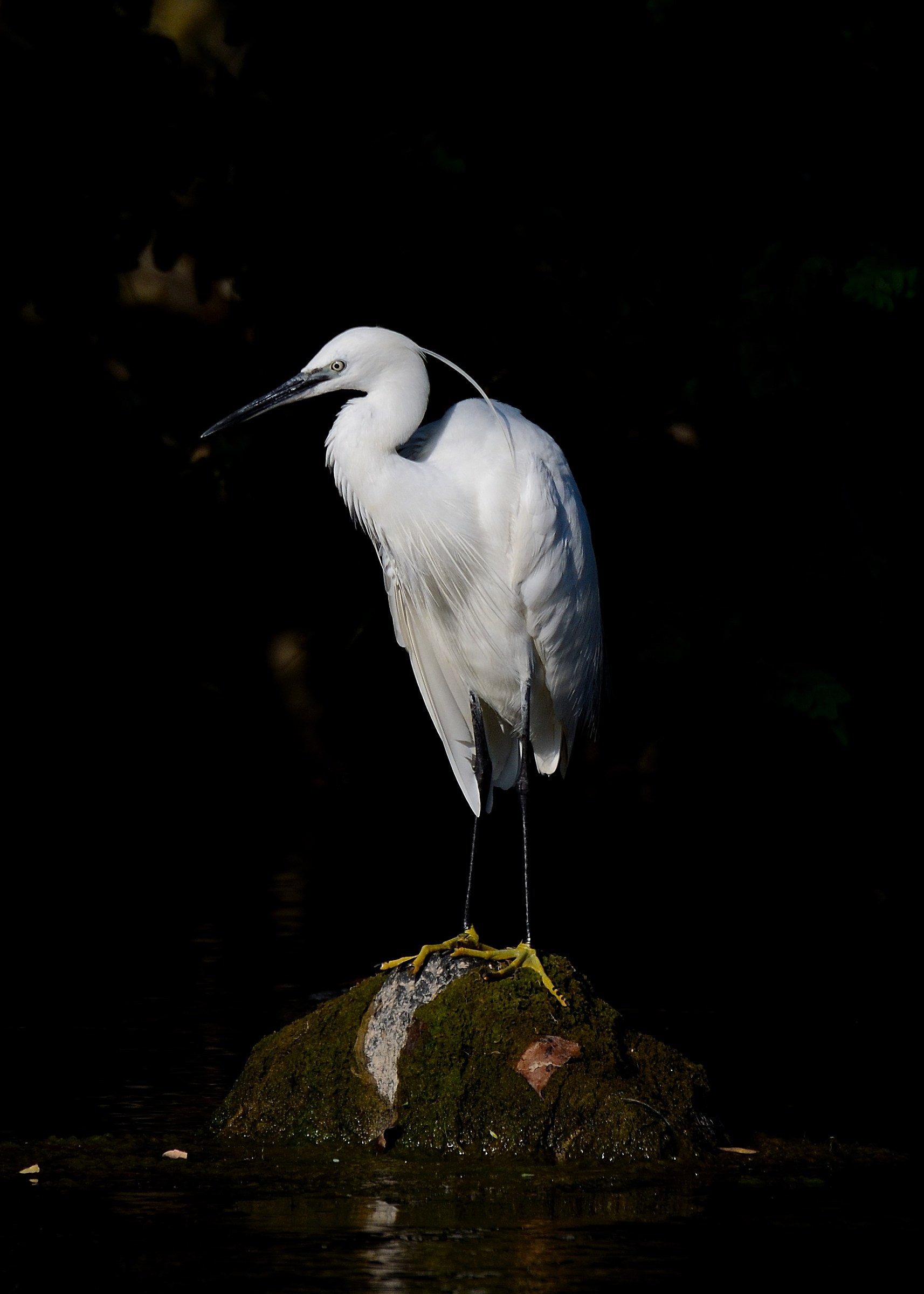 Egret