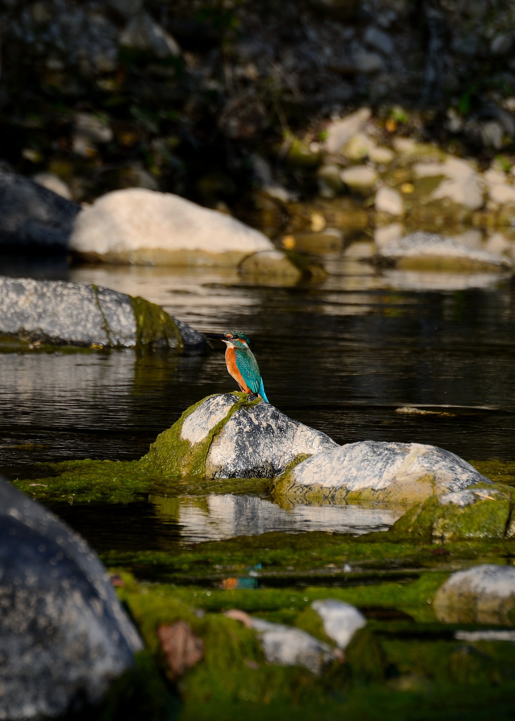 Martin just a few steps from home