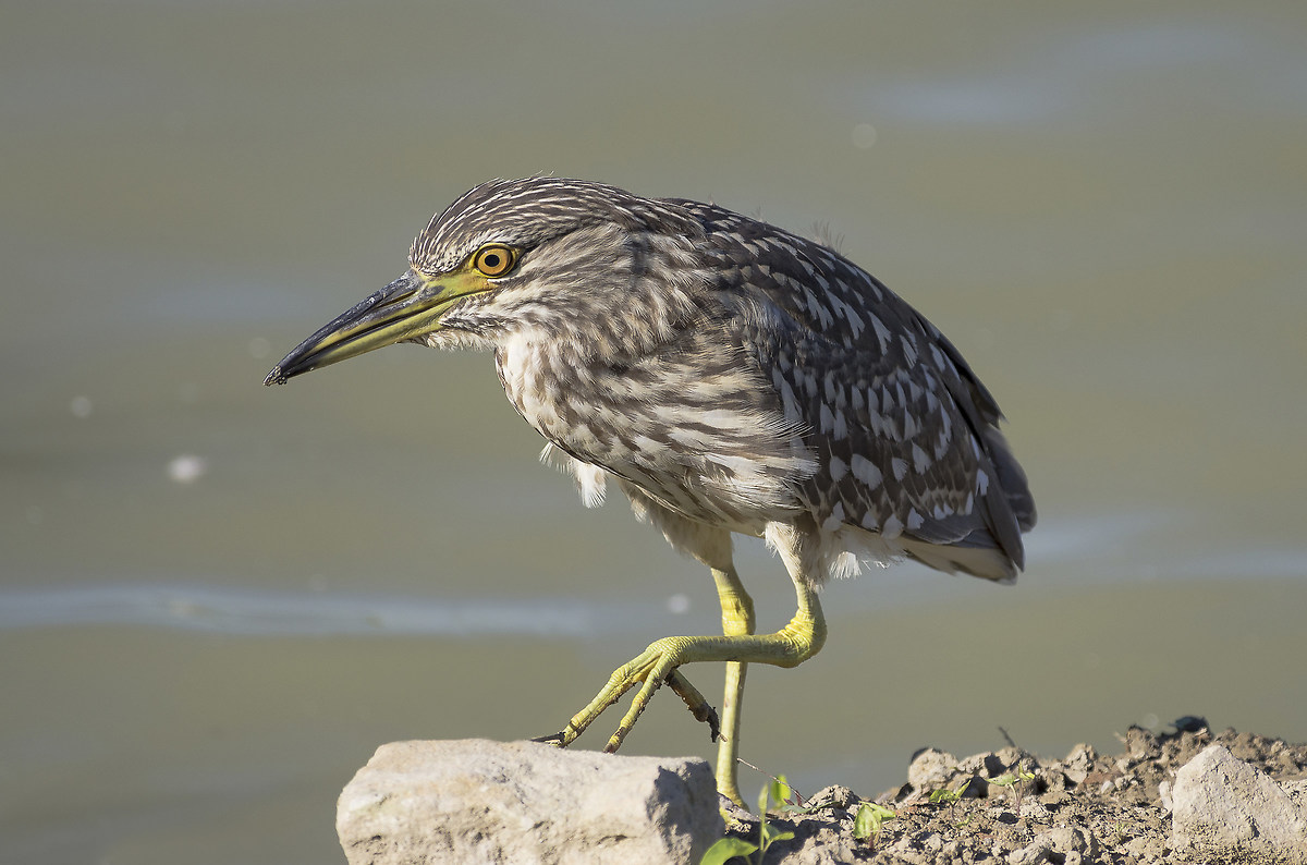 Night Heron 2