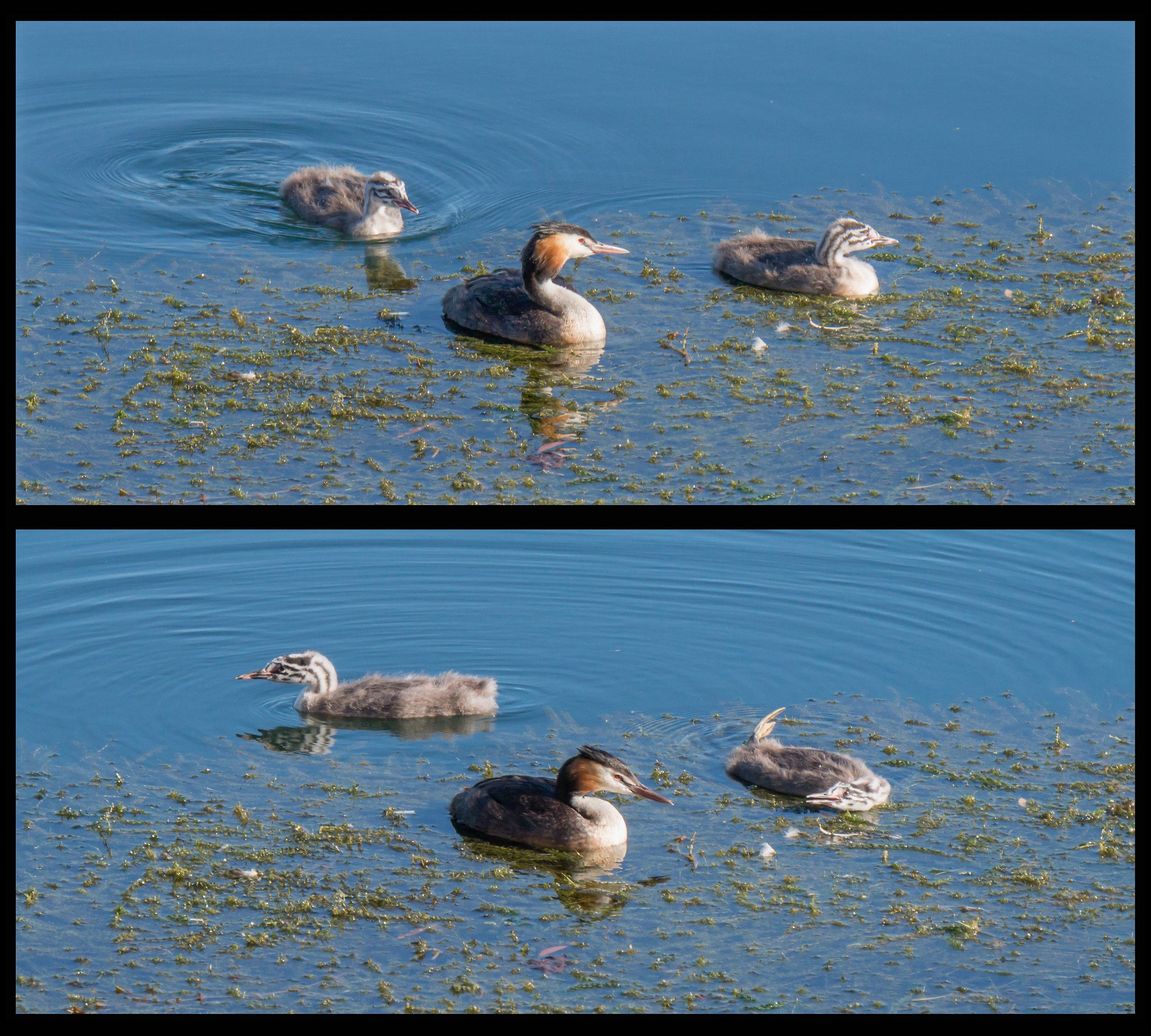 Grebe with two chicks