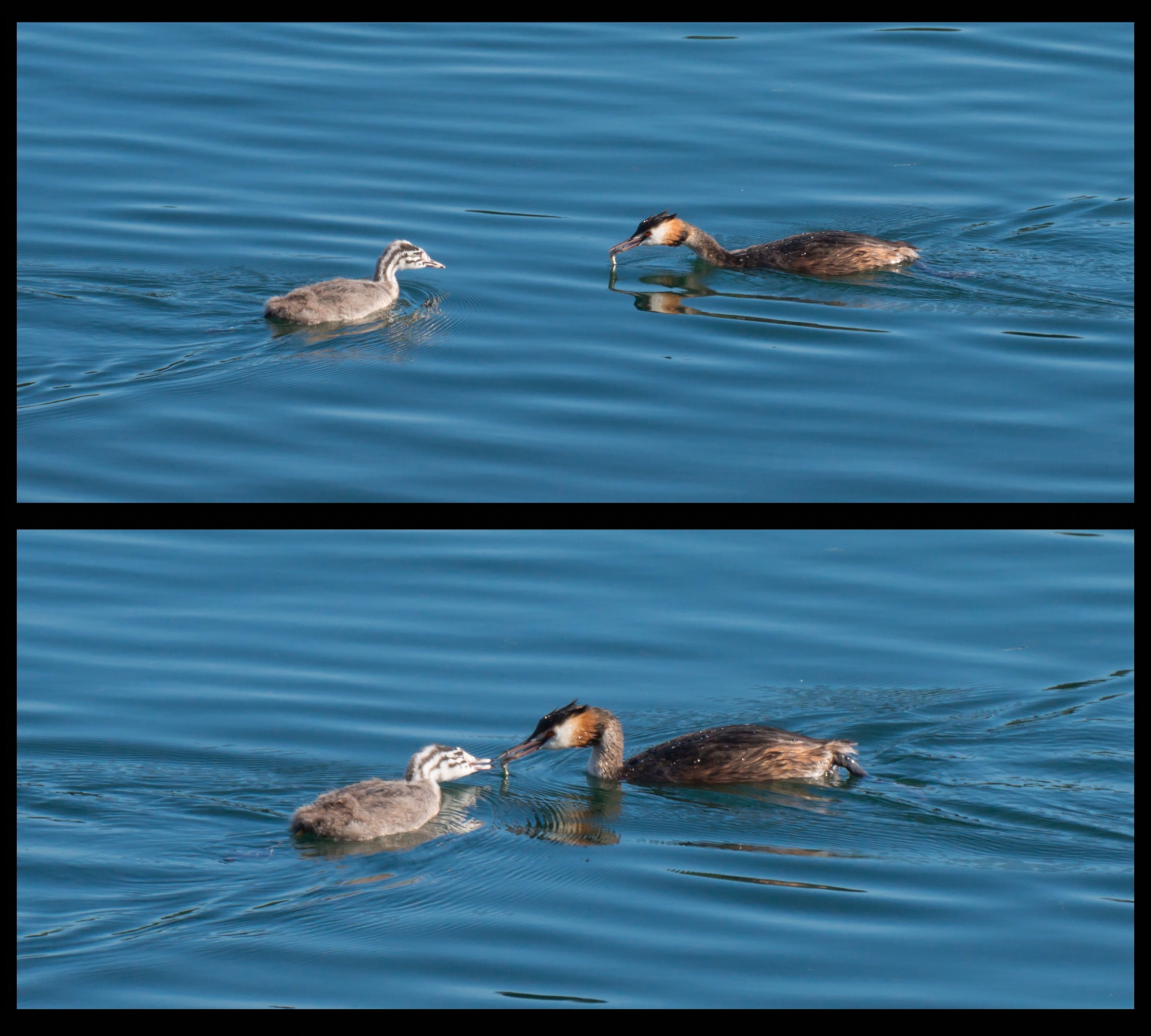 Grebe carrying a fish to chick