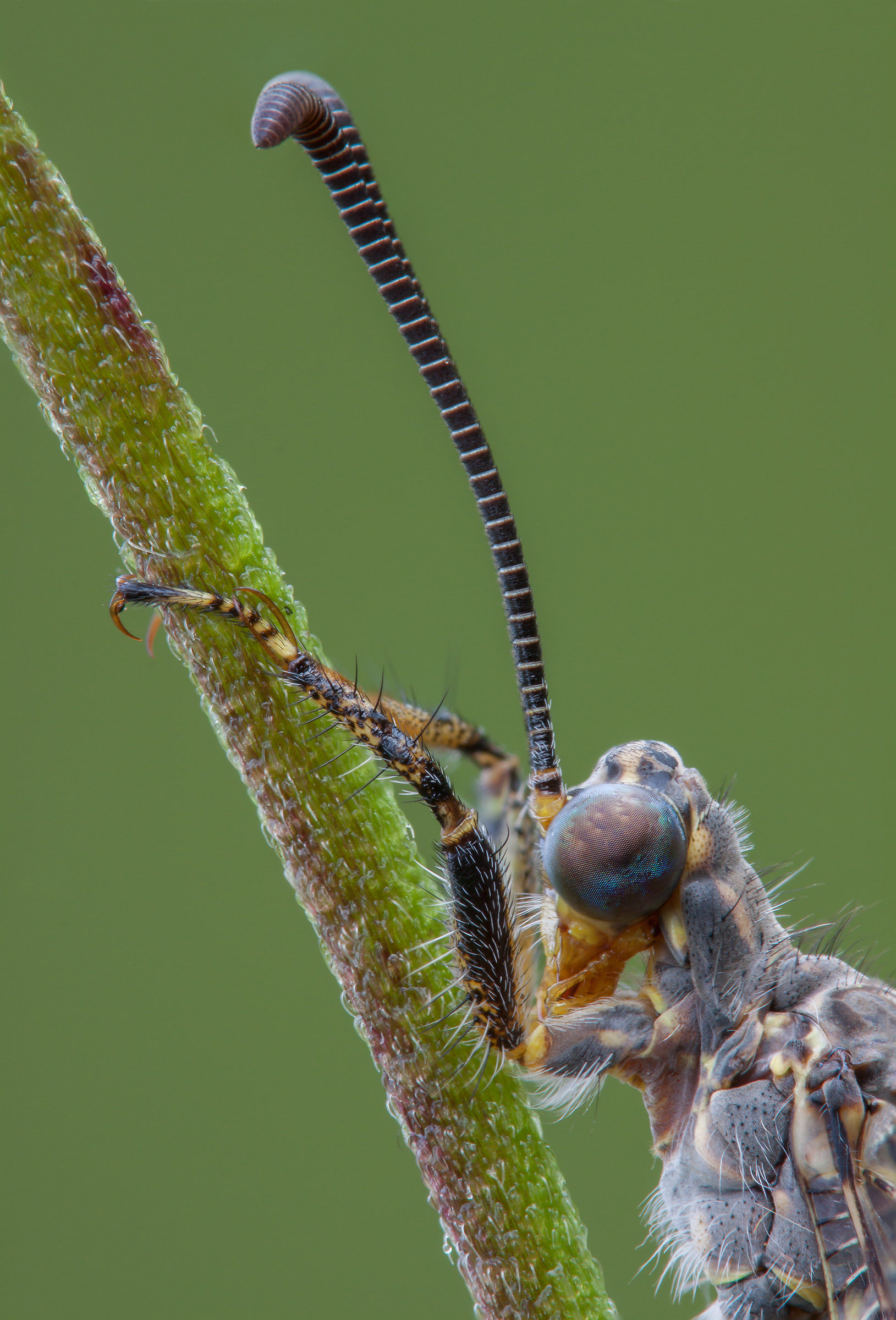 Distoleon tetragrammicus (Fabricius, 1798)
