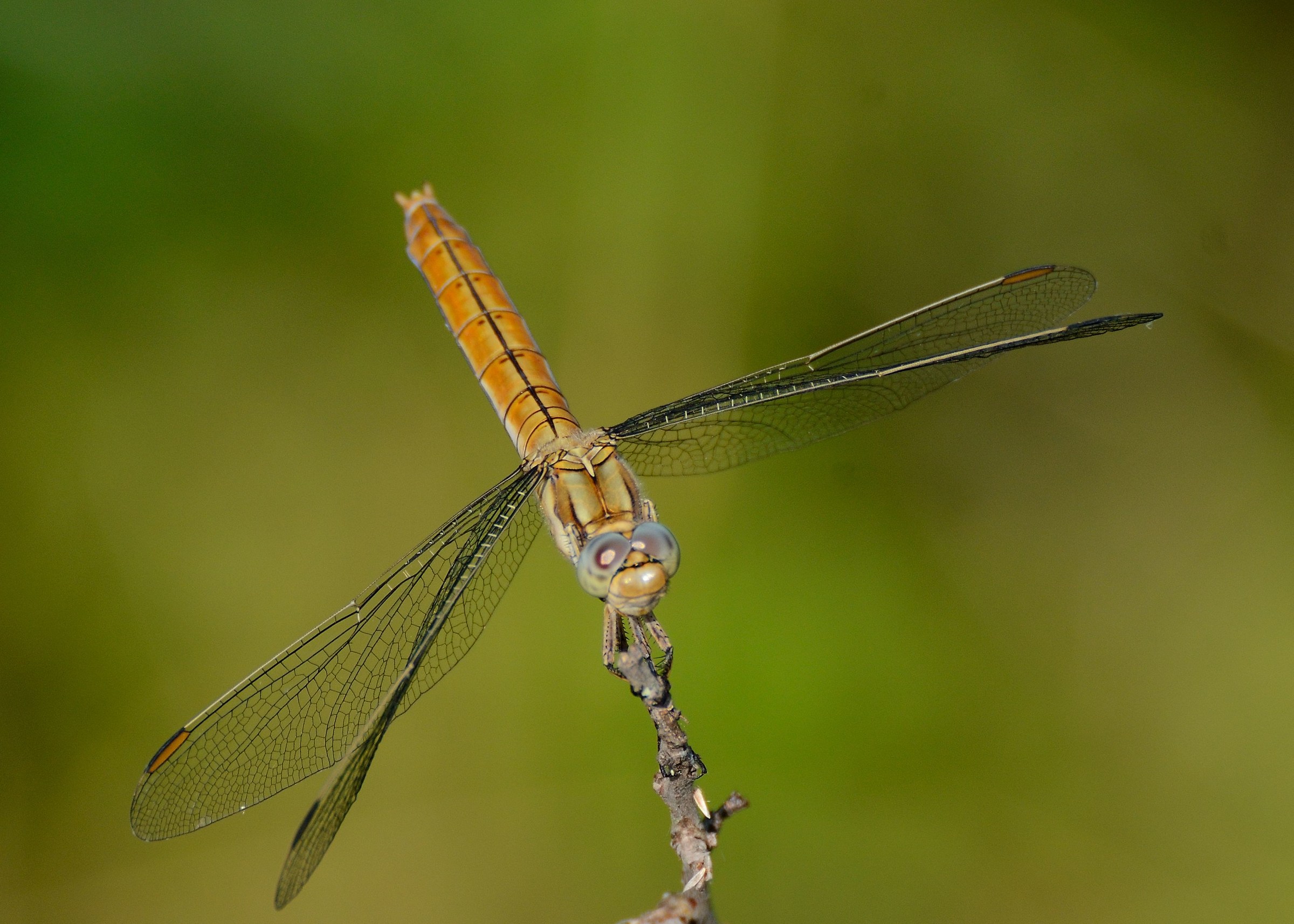 Dragonfly with Nikon 70-300