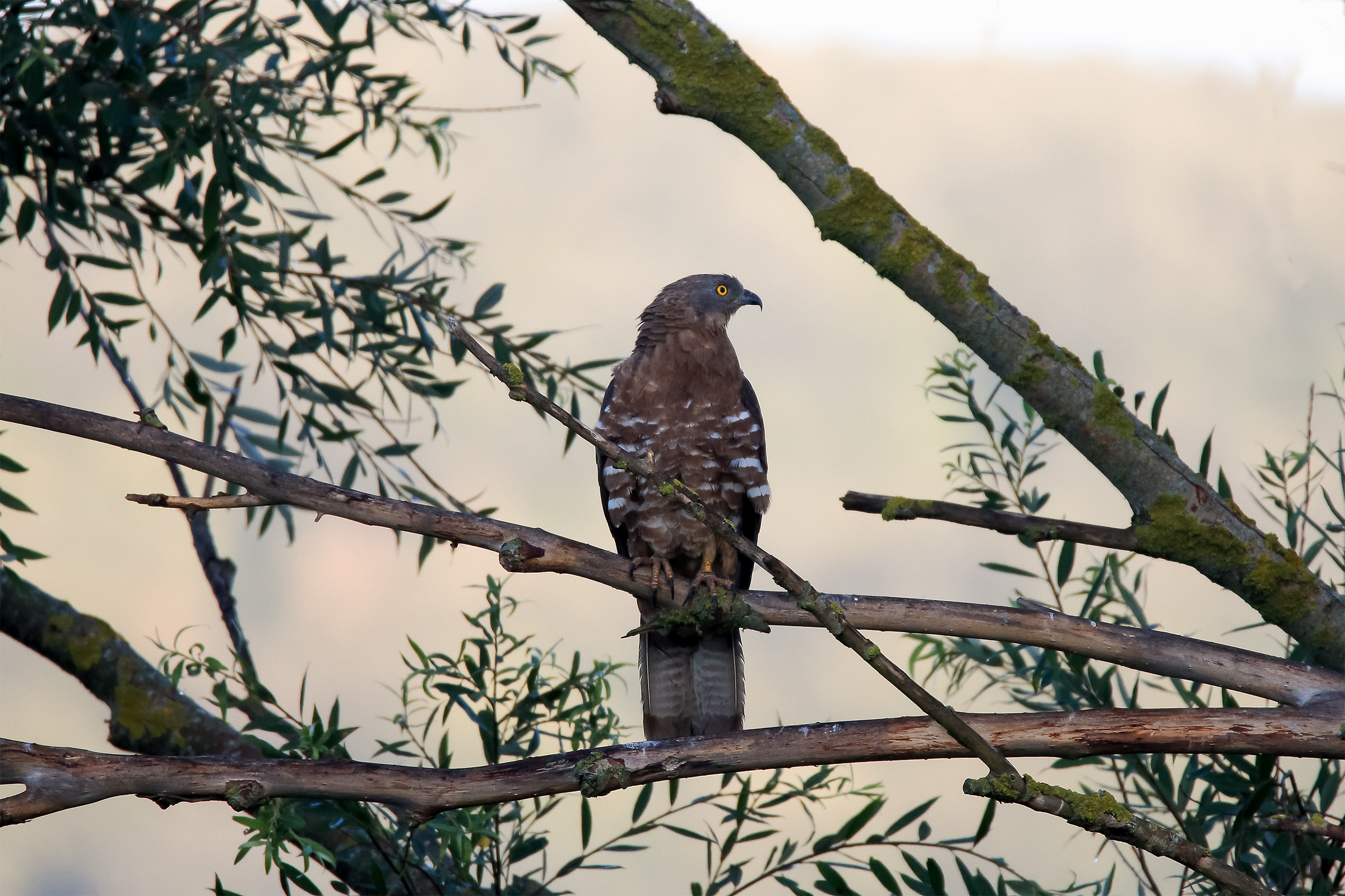 Honey Buzzard