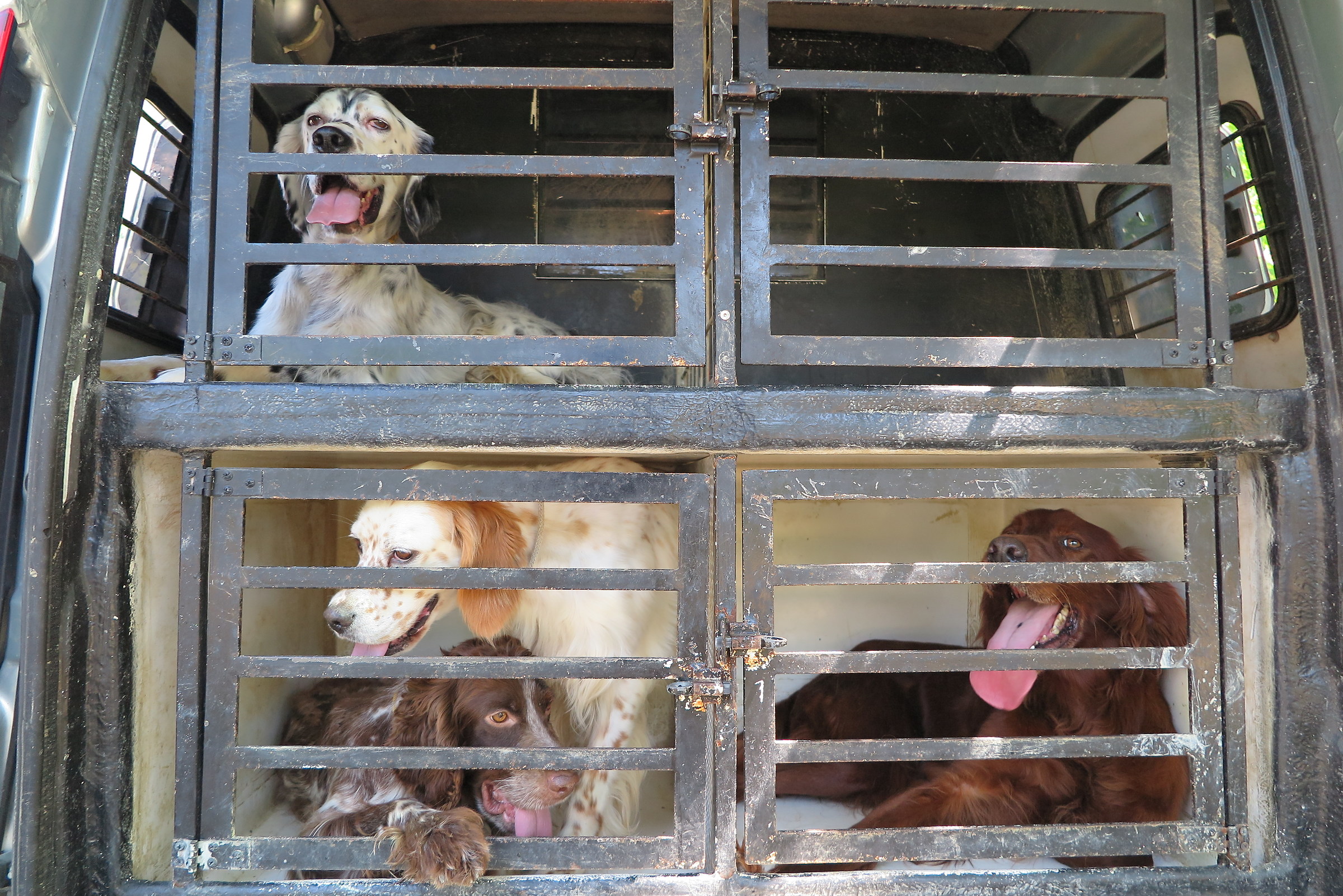 The master leads us to hunt!