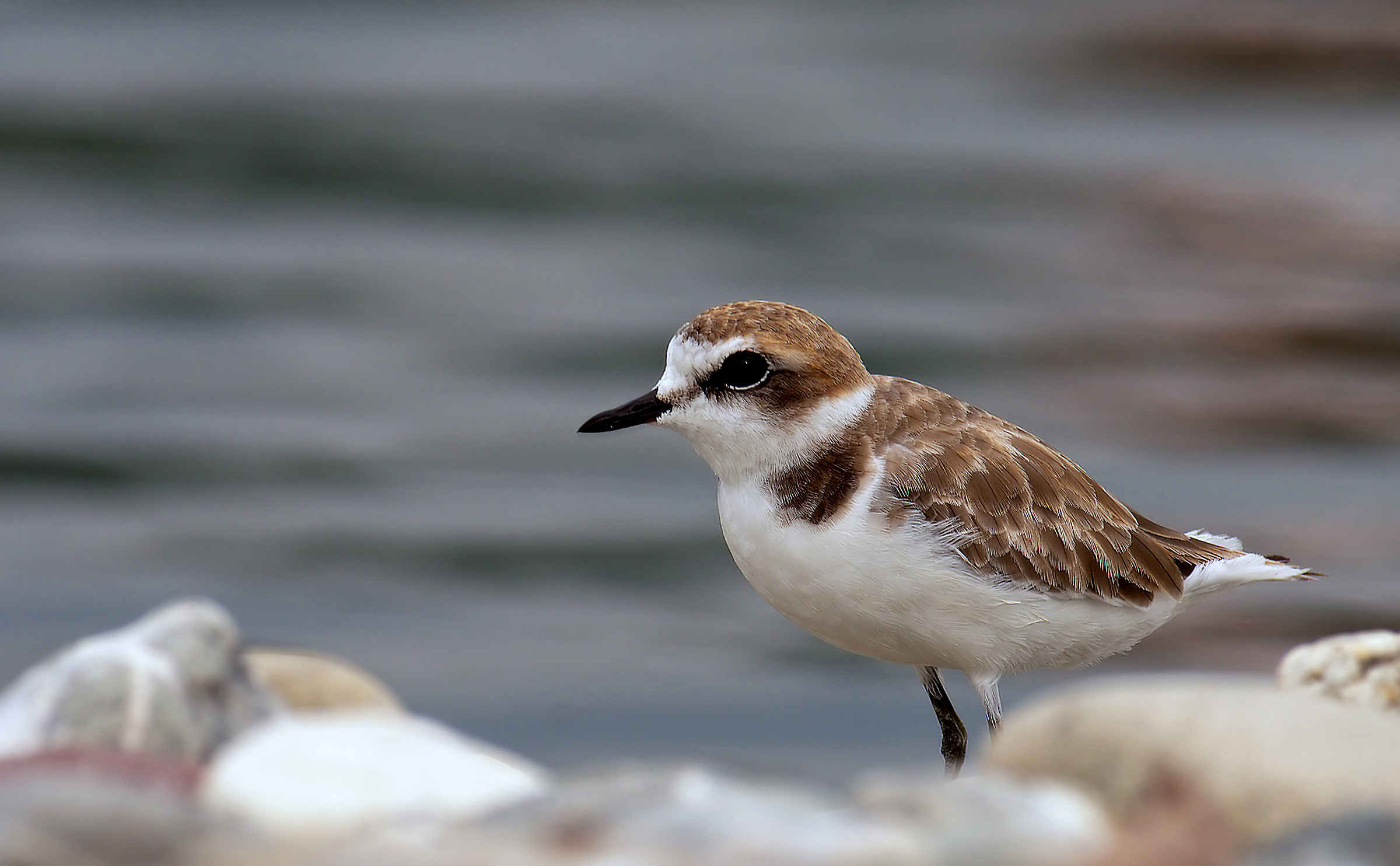 Kentish plover (?)