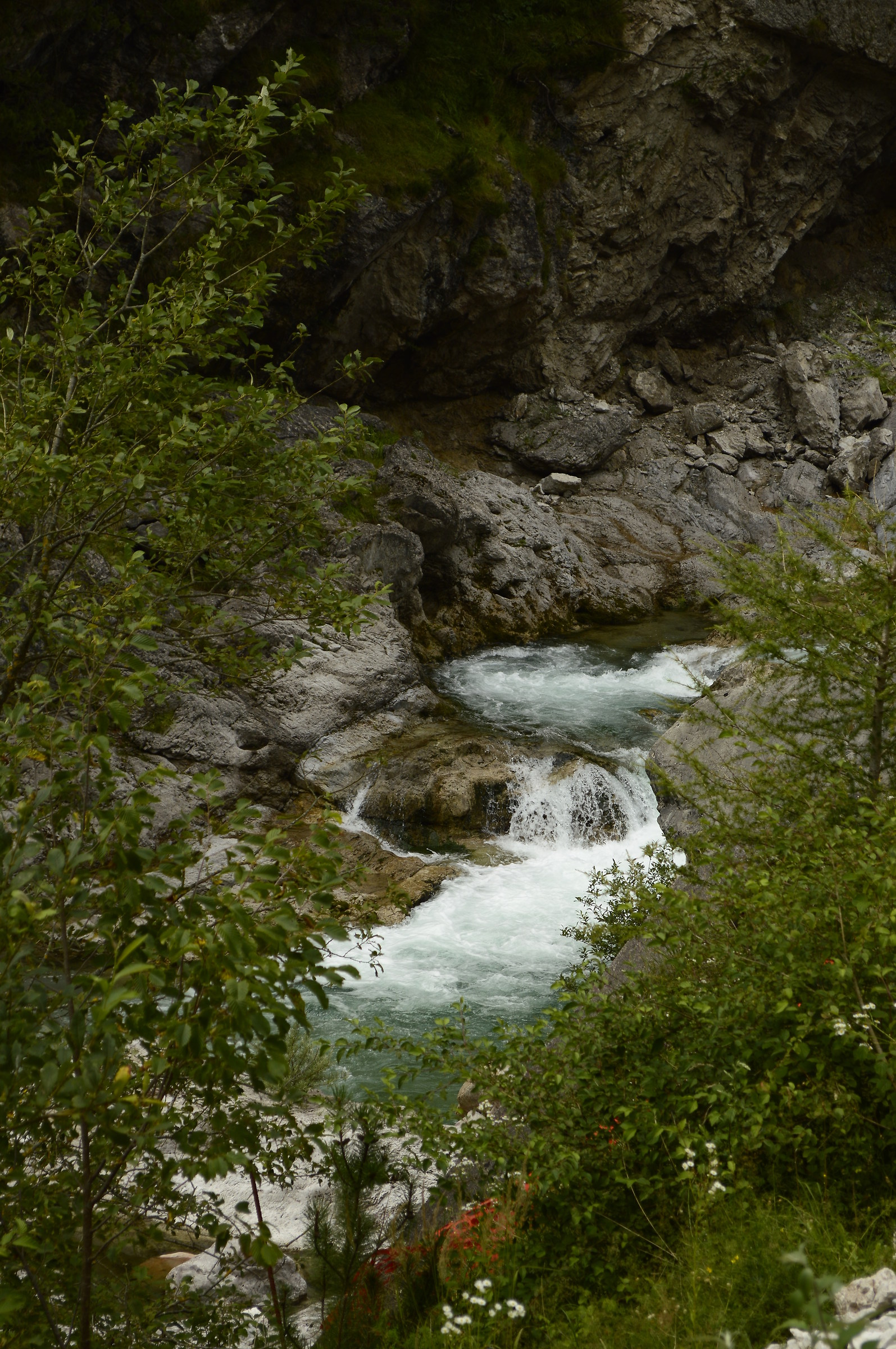 Small river in the green