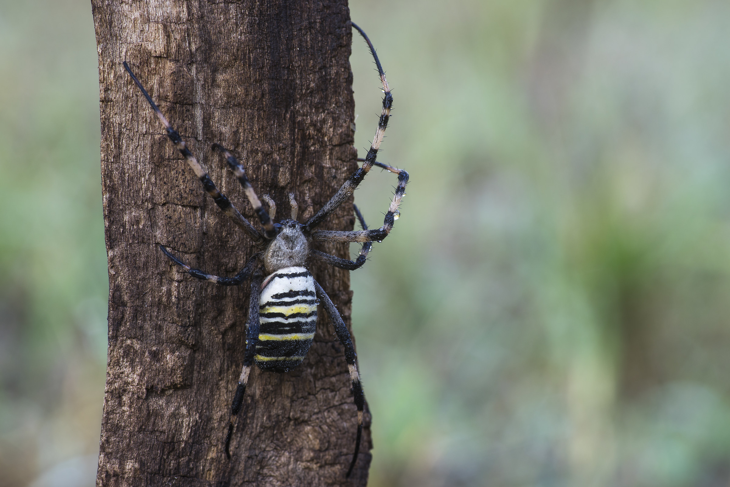 Argiope bruennichi