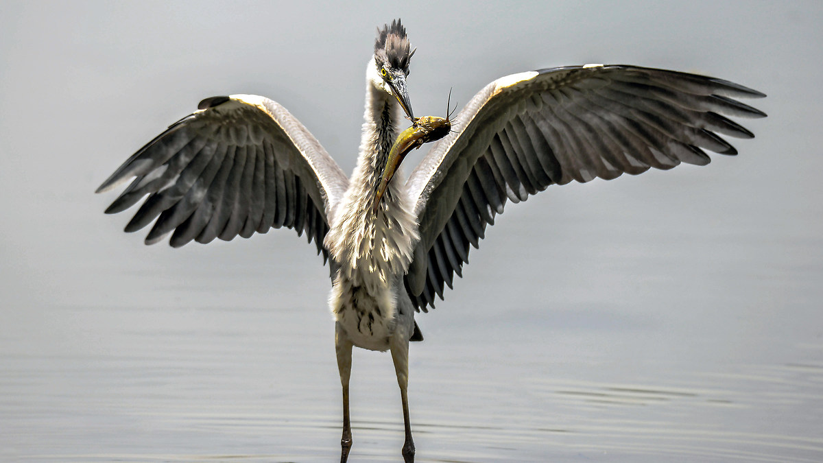 l'ho preso... Airone cenerino..