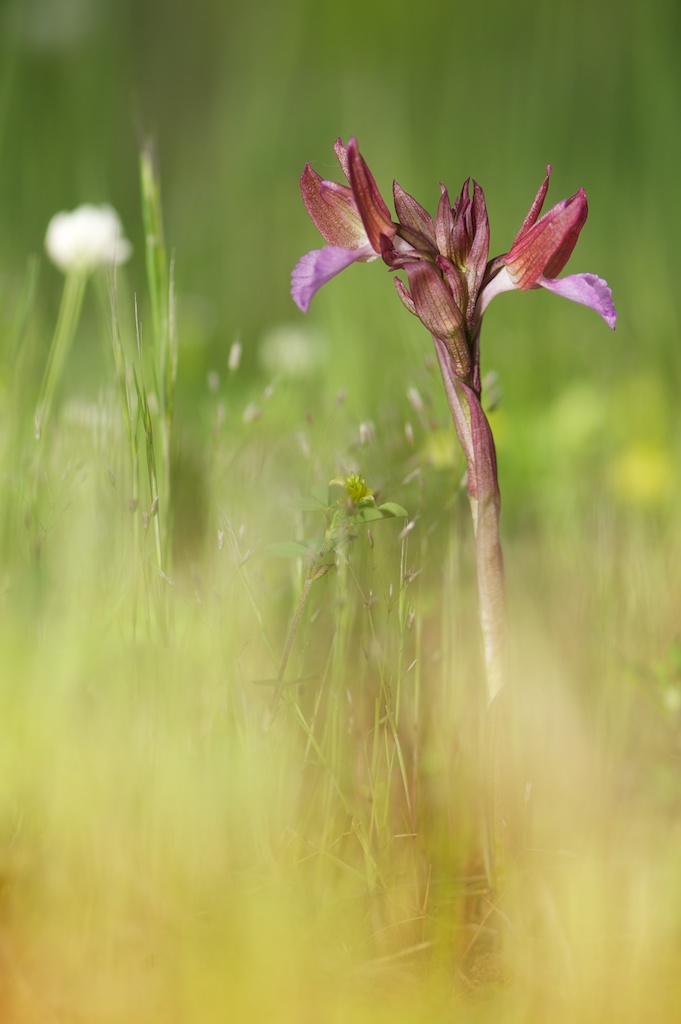 orchis papilionacea