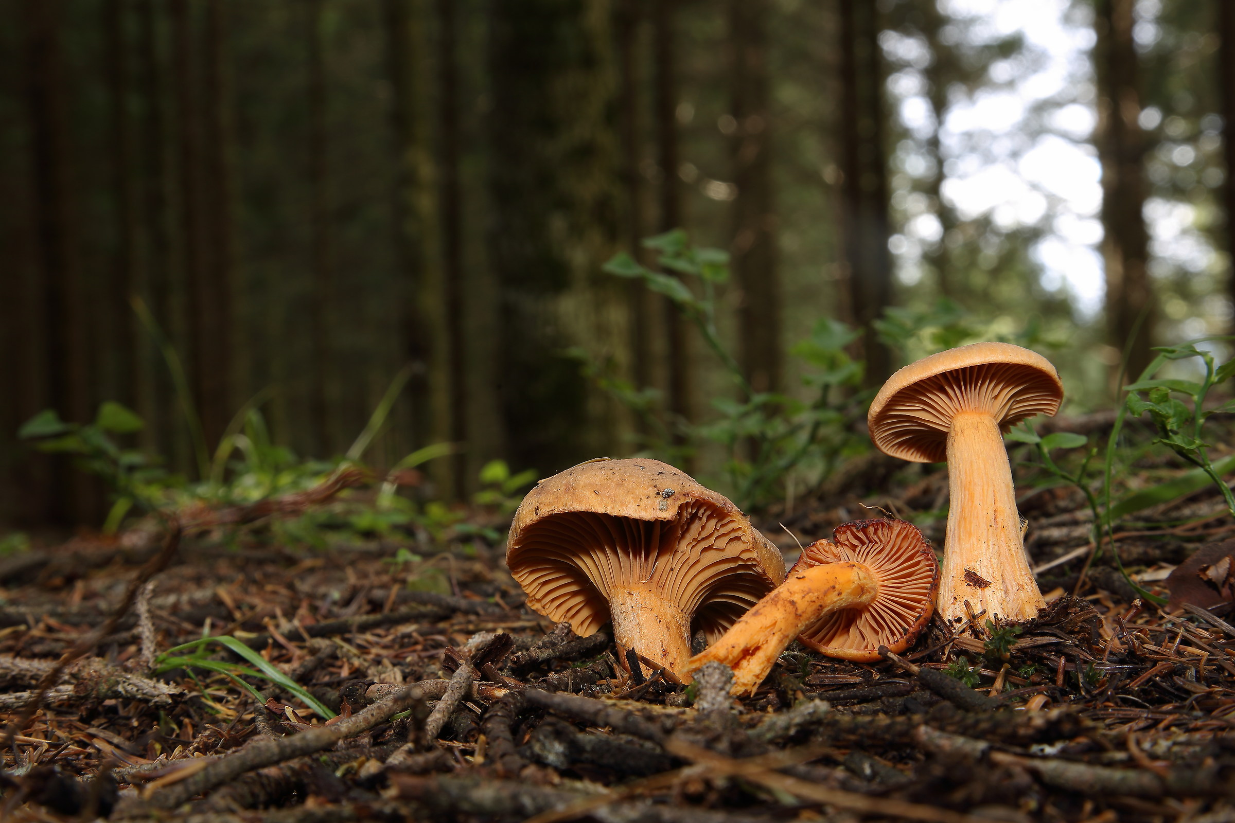 Chroogomphus Helveticus