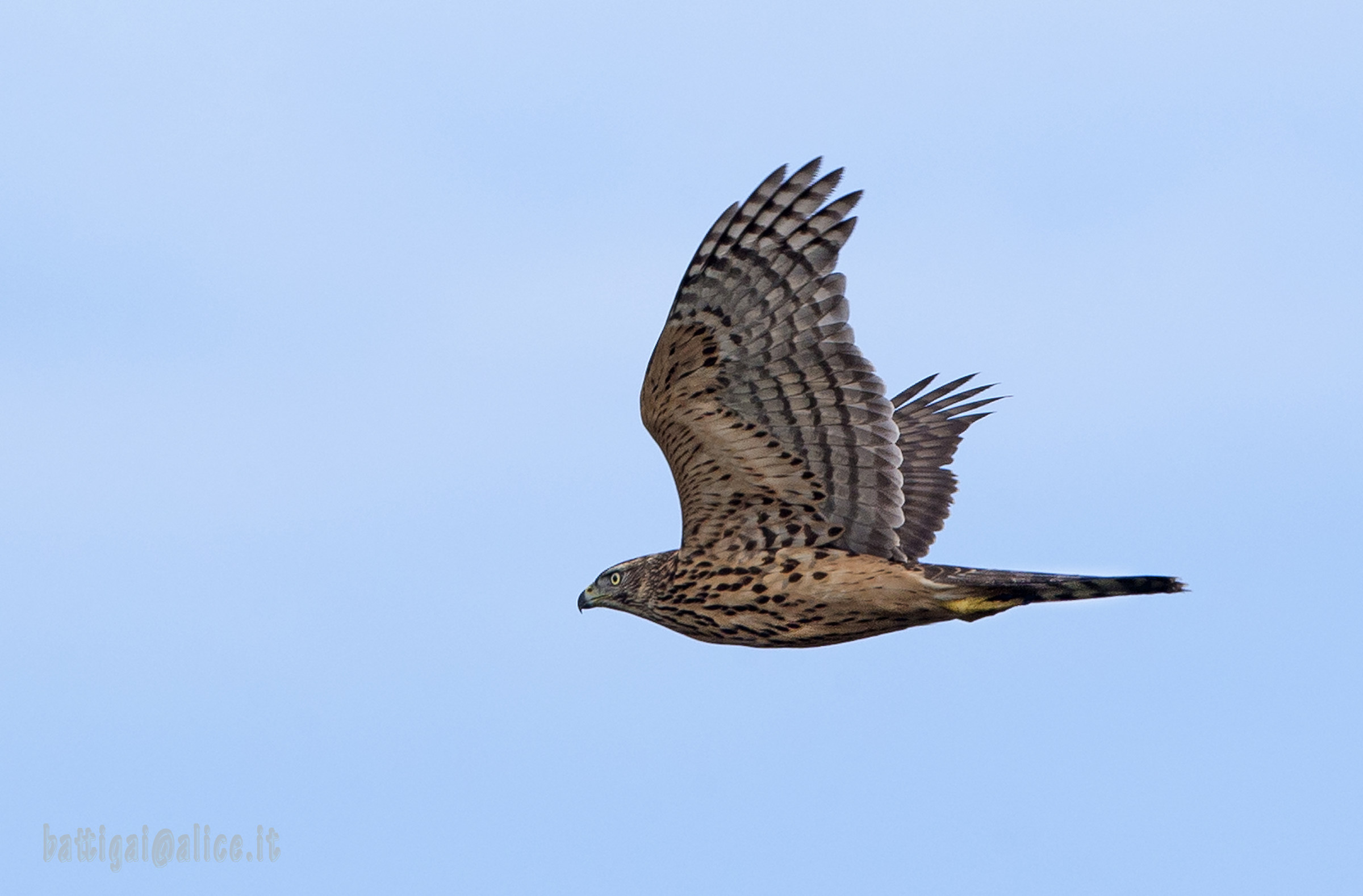 Goshawk