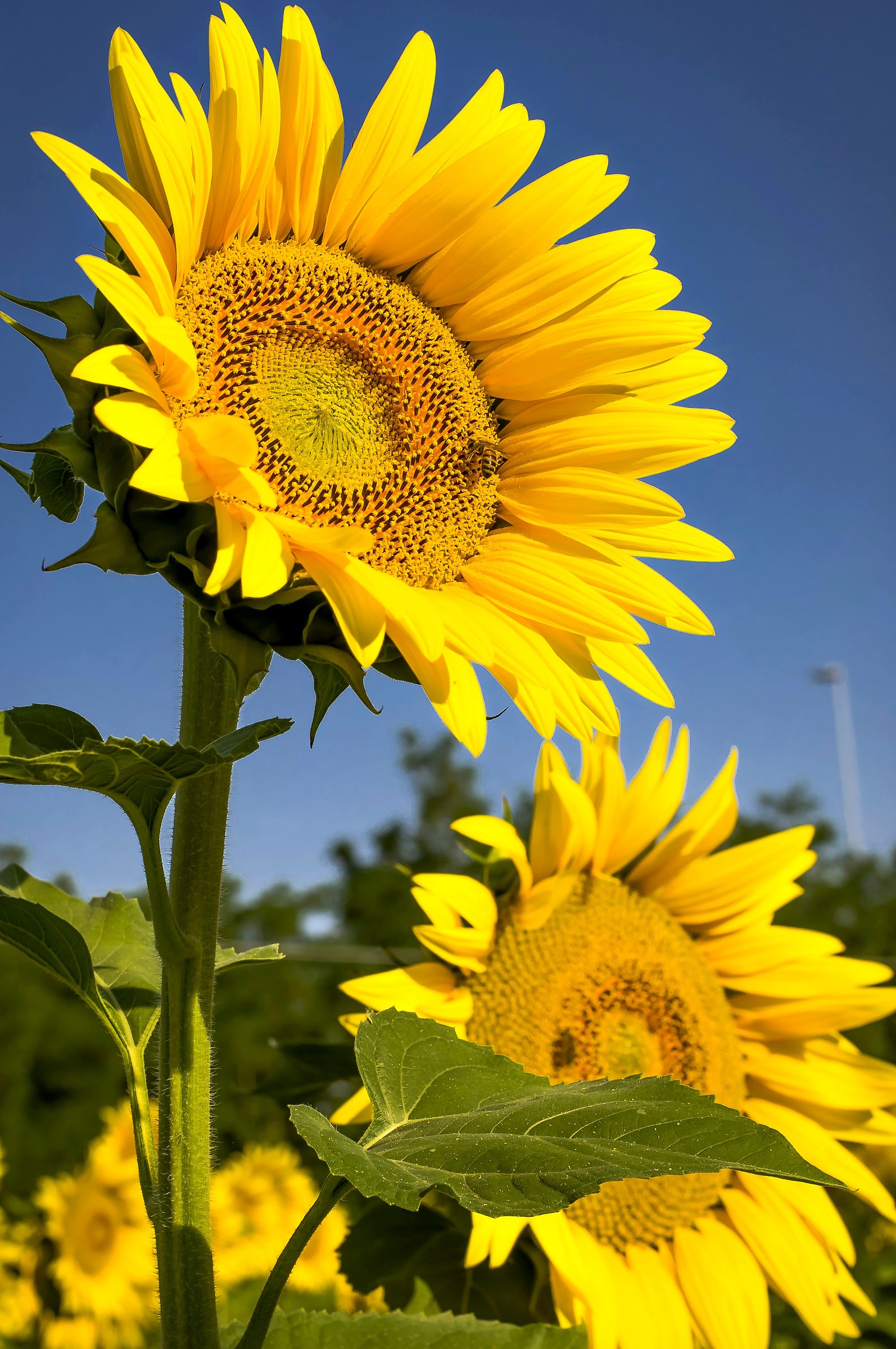 l'ape e il suo girasole