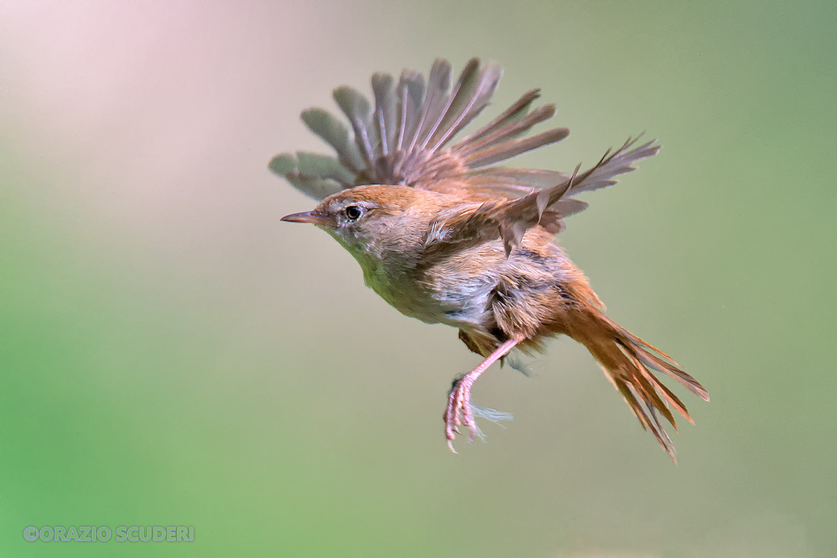 Cettia cetti - Volare oh oh!