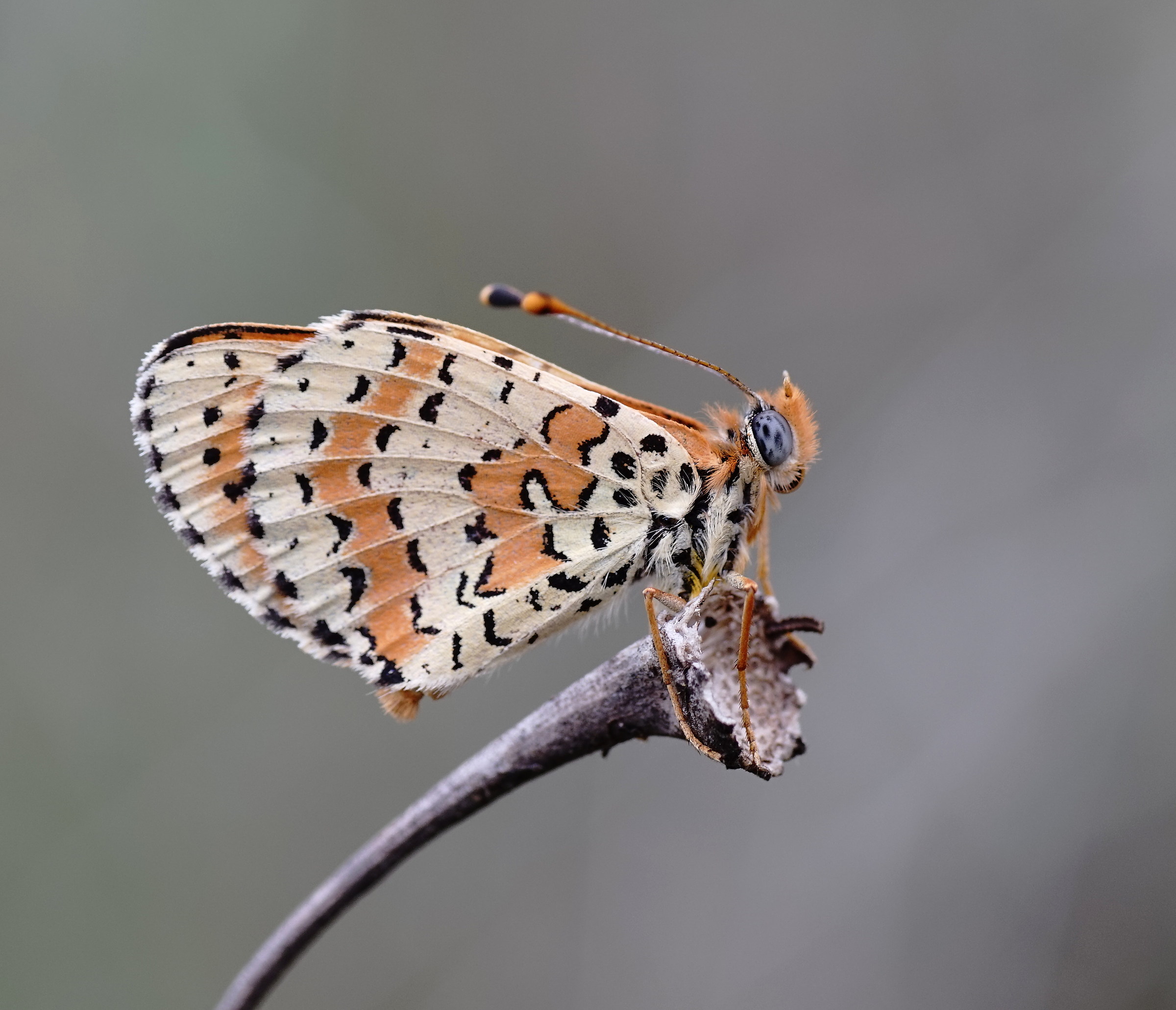 Melitaea phoebe?