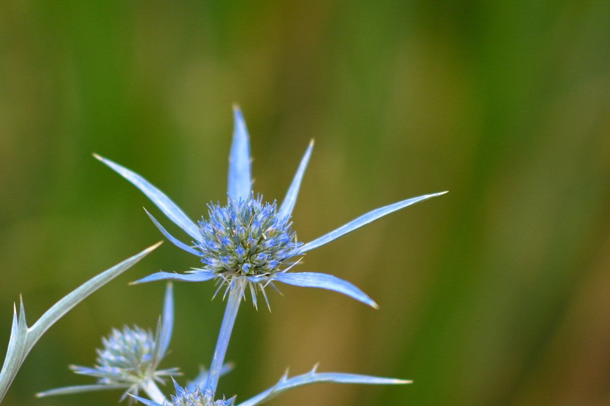 Fiore di cardo color malva - Semprevisa 20150820
