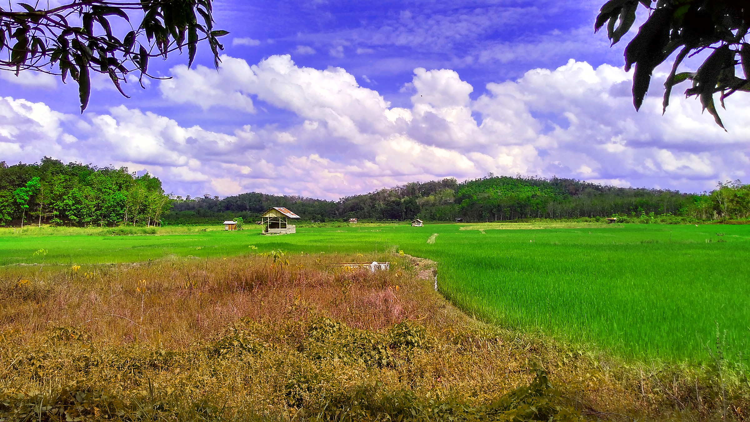 Rice Field