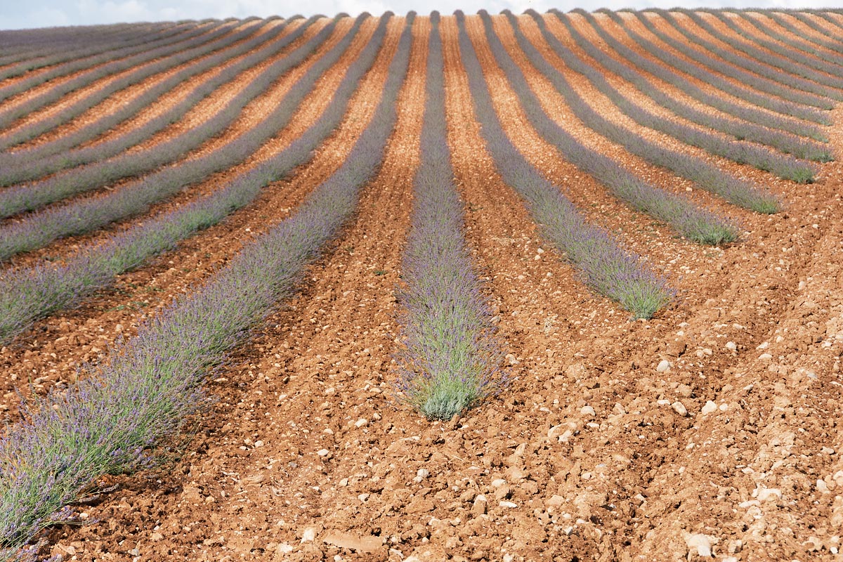 Filari di lavanda nella terra arata