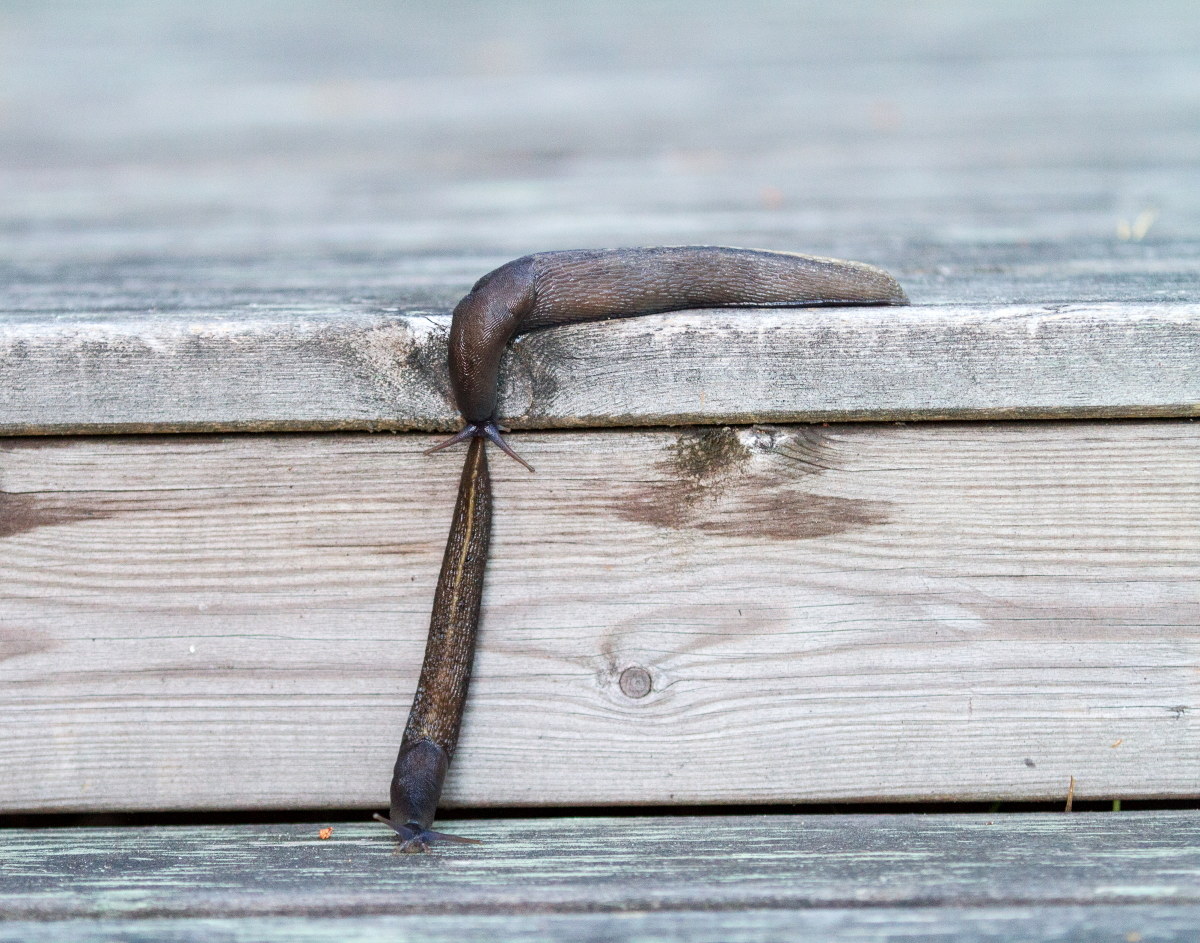 Snailtrain. Sesso in mente?