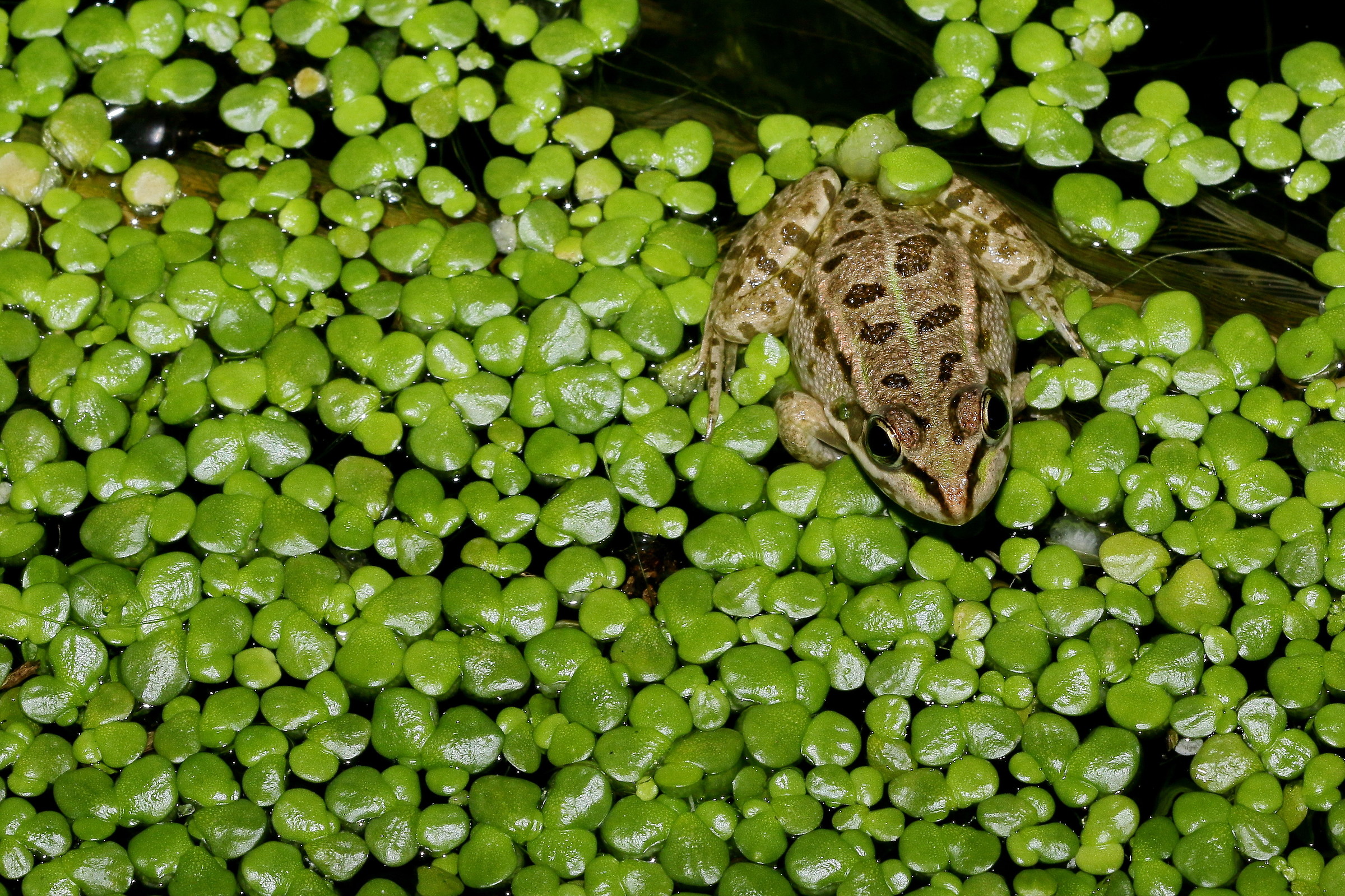"Frog with peas"