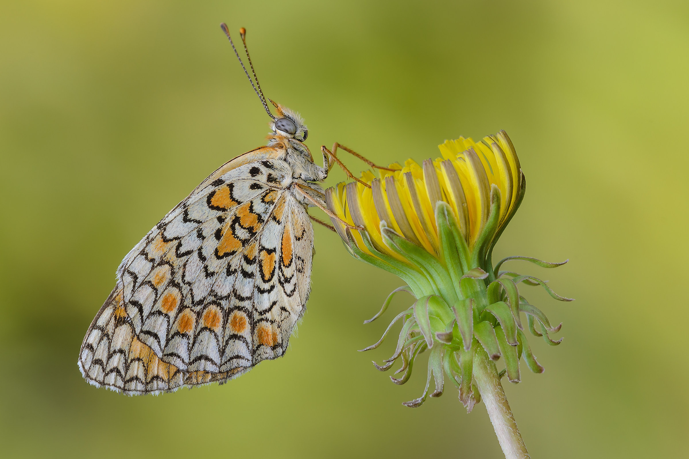 Melitaea phoebe