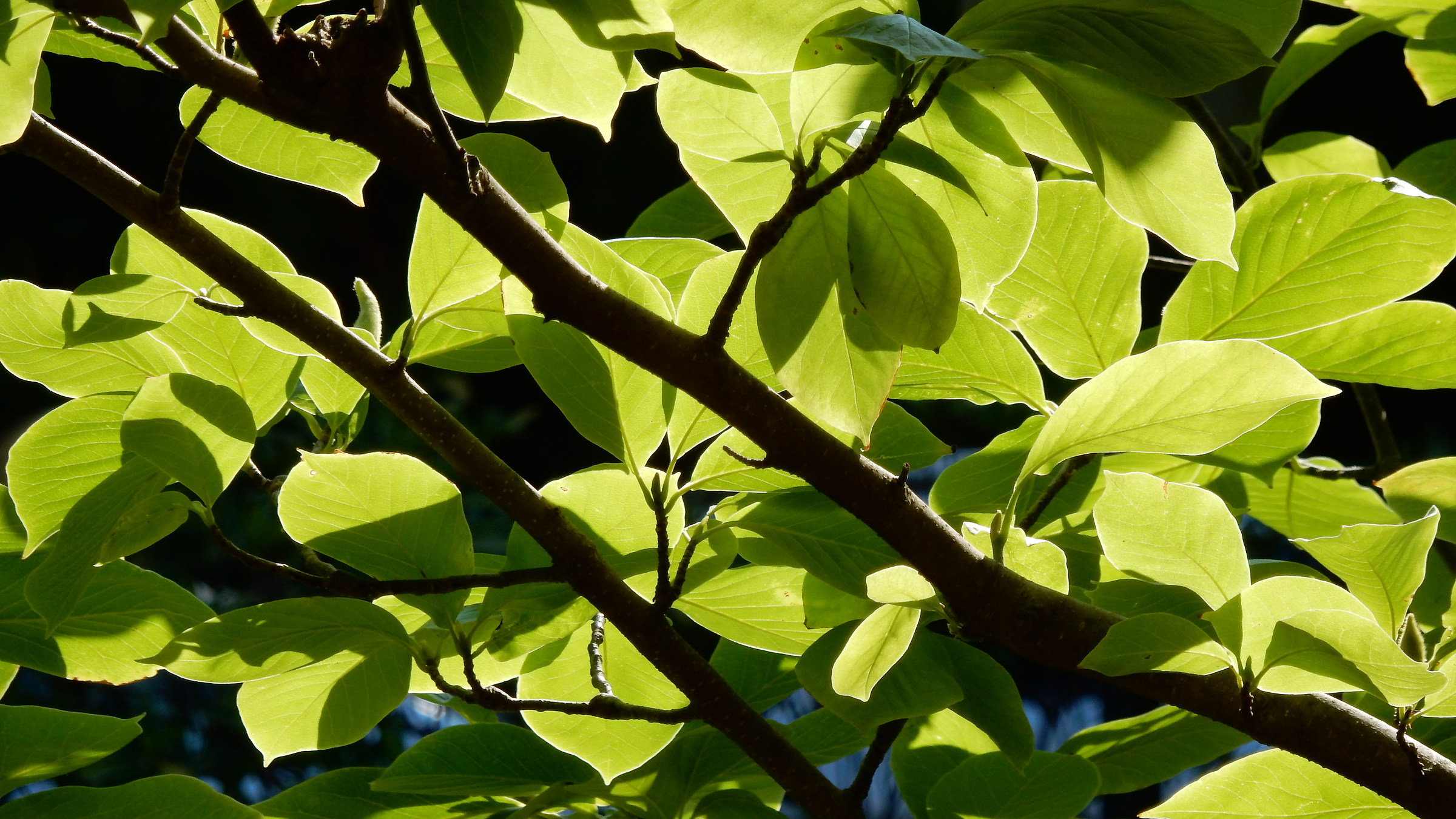 Leaves backlit