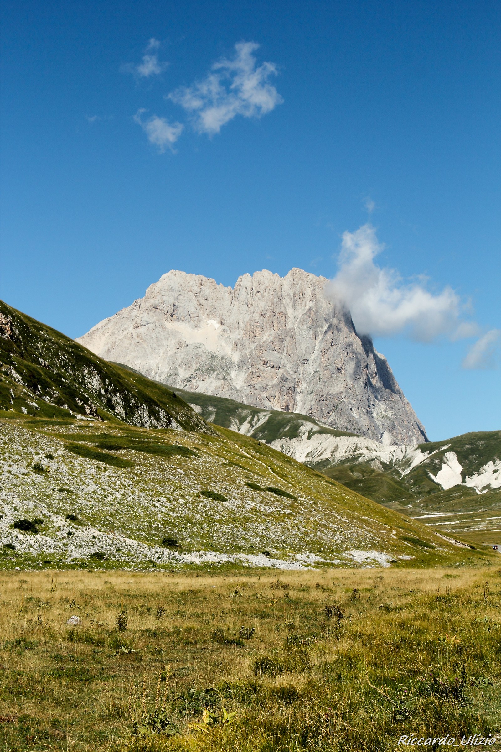 Italian Gran Sasso Little Horn