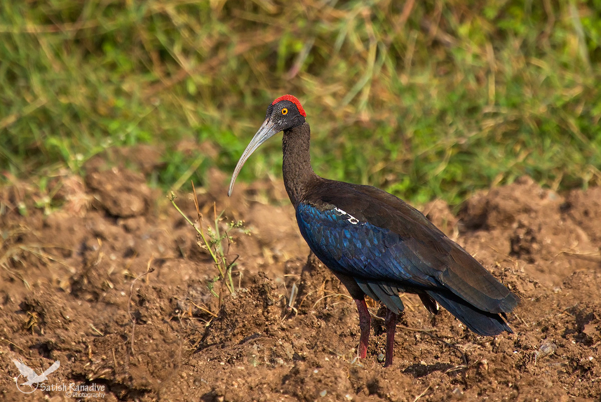 Red-naped Ibis.