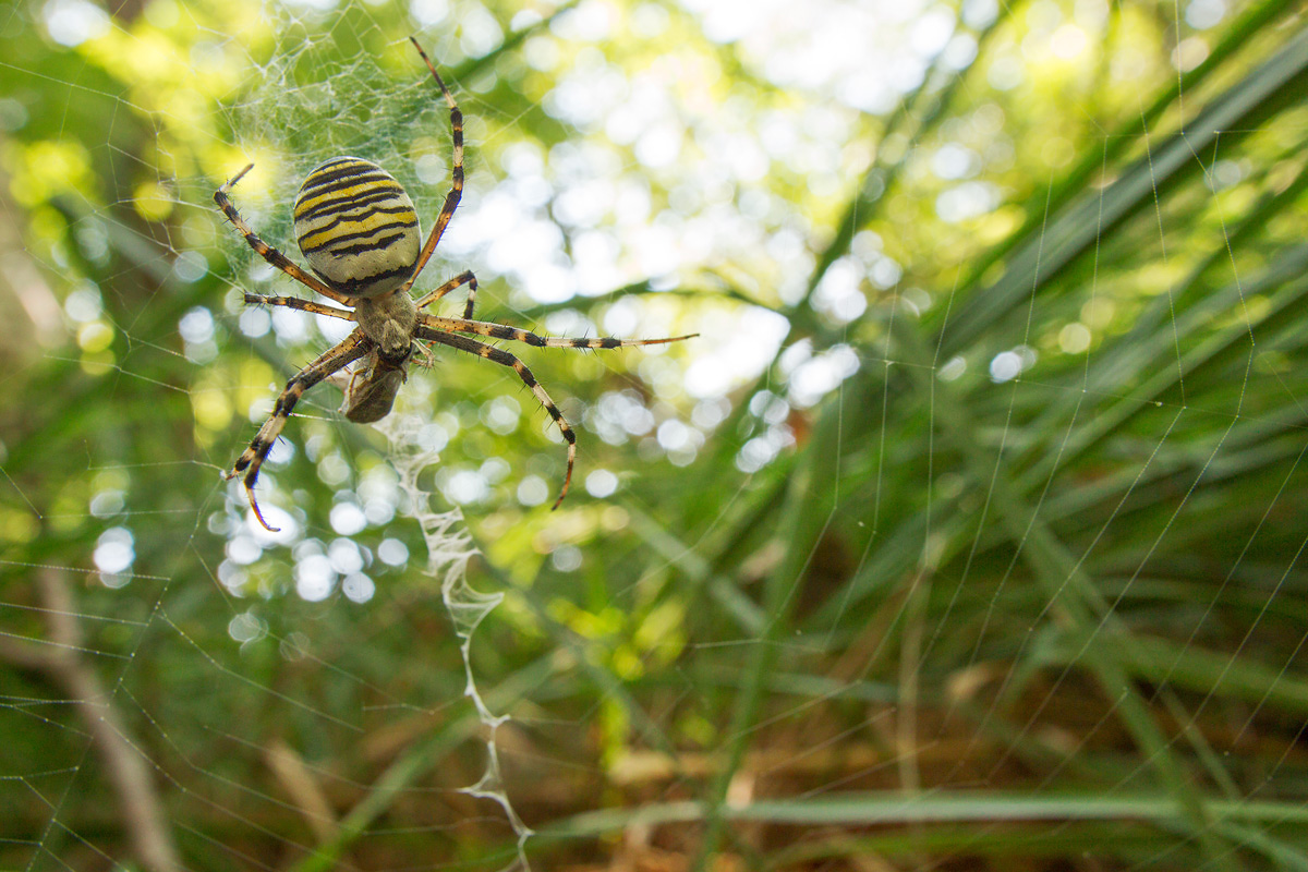 Un buon pasto tra l'erba (Argiope bruennichi)