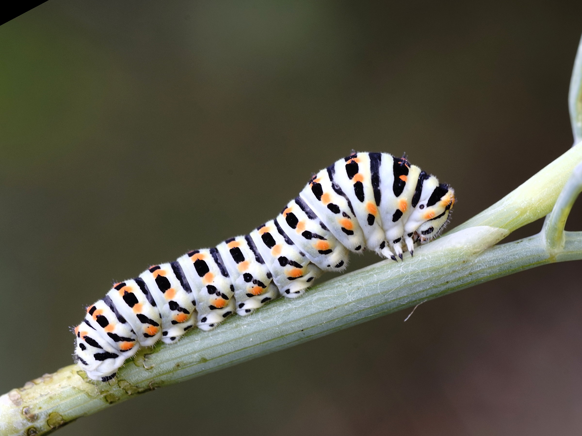 swallowtail caterpillar (papilio machaon-)