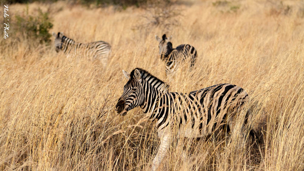 Zebre Nel Parco Nazionale Pilarnesburg