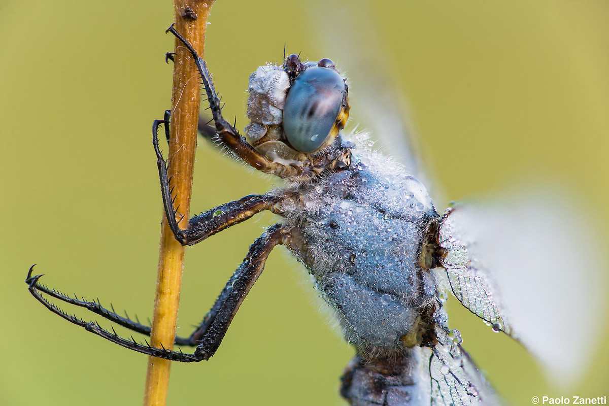 Talking head in profile