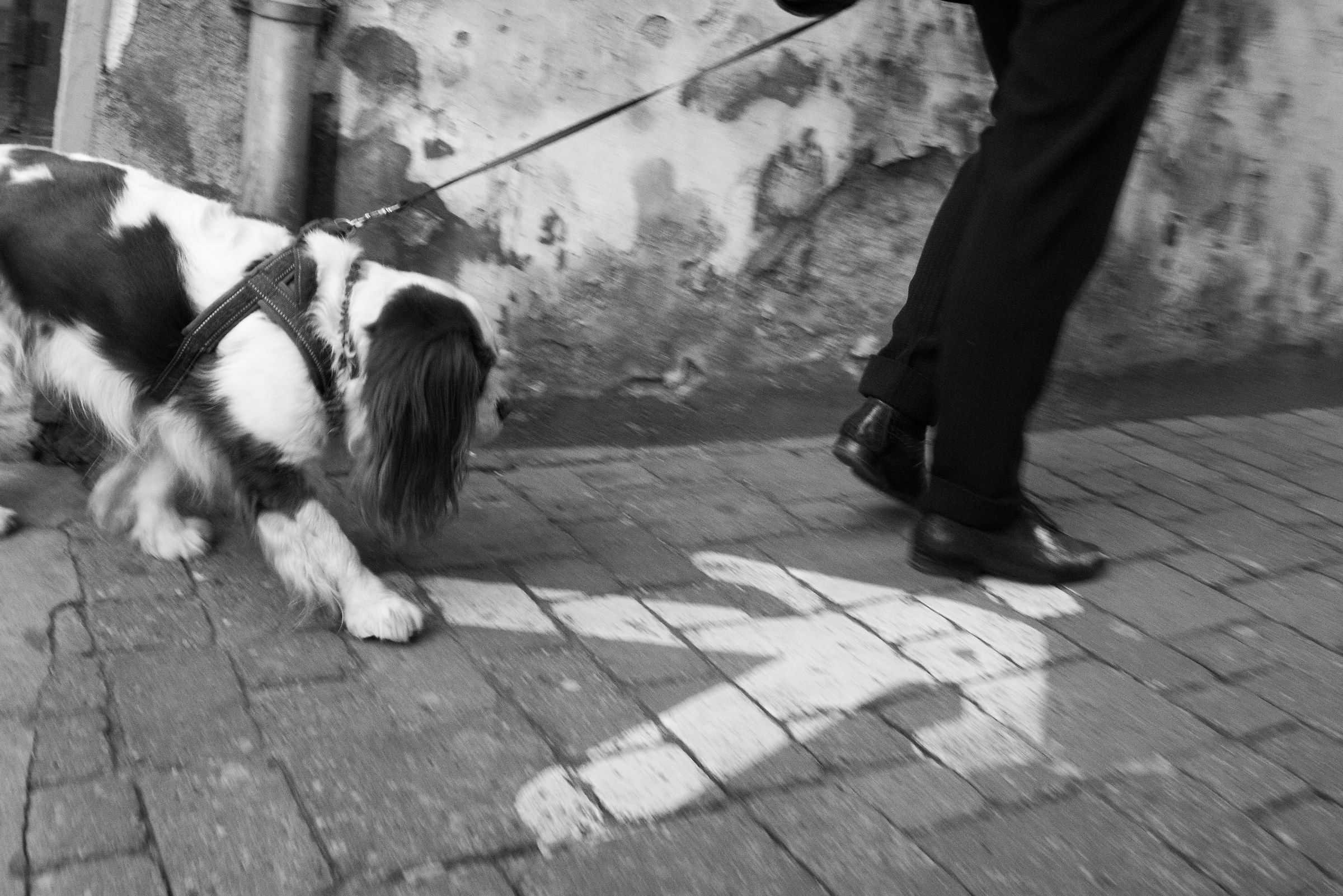 Segnaletica orizzontale, Carmagnola