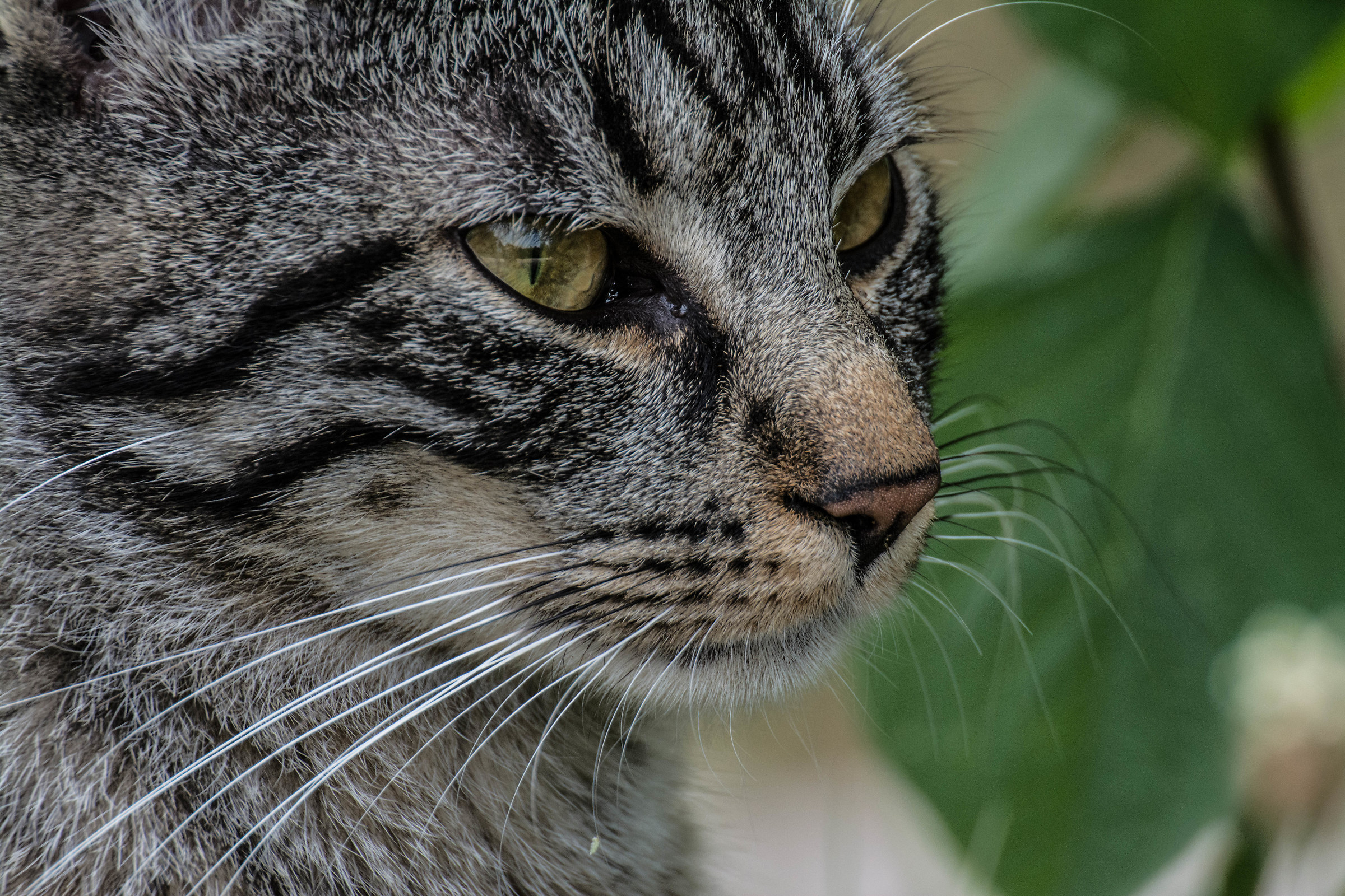 Un vanitoso incontro
