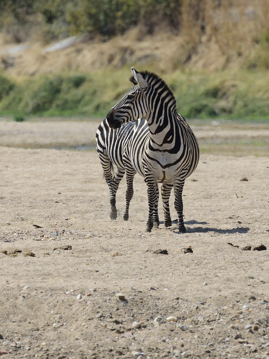 Zebra Enichem