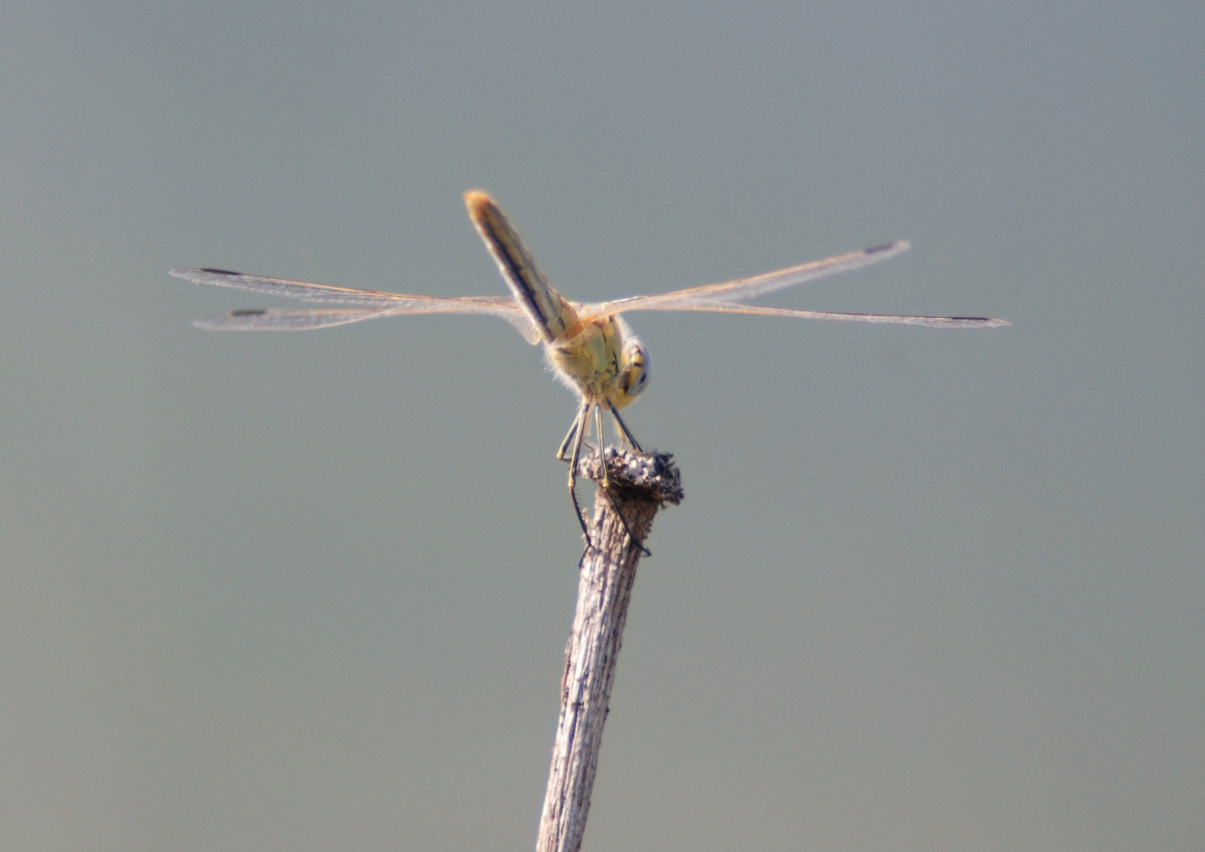 Libellula