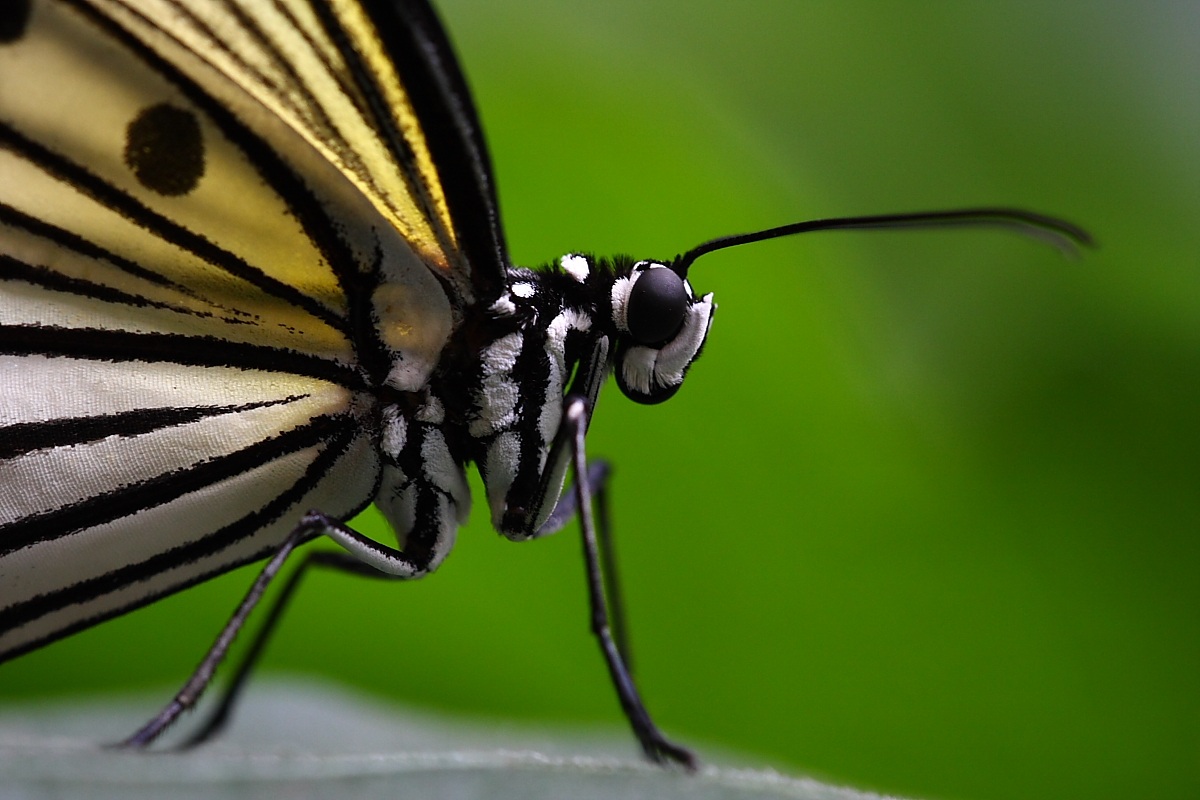 Idea leuconoe (Nymphalidae)