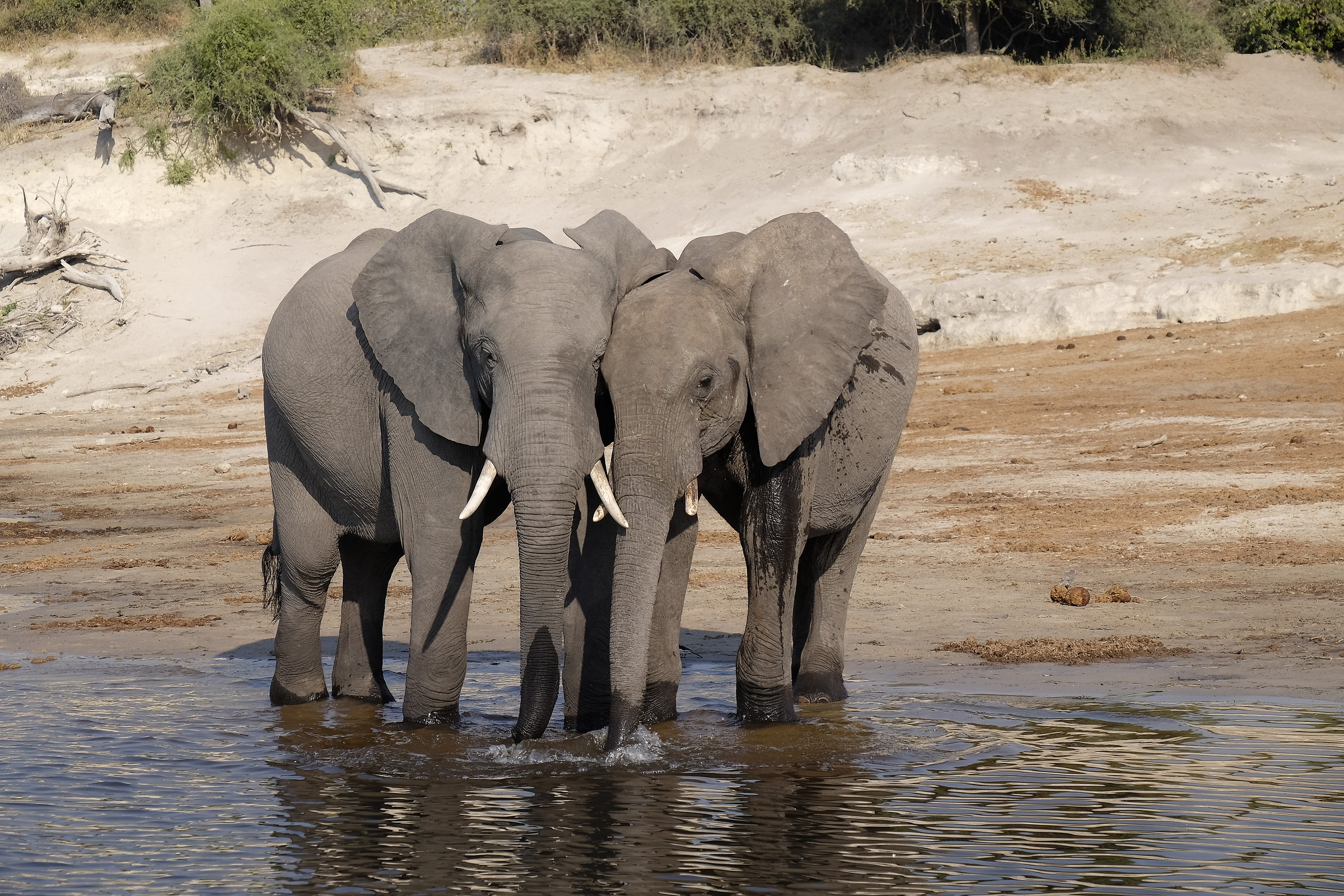 Elephants - Chobe Park - Botswana