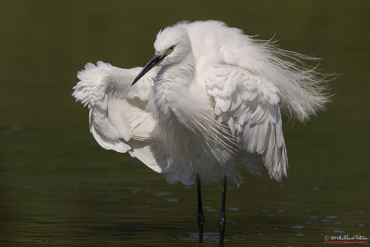 Little Egret (Egretta garzetta)
