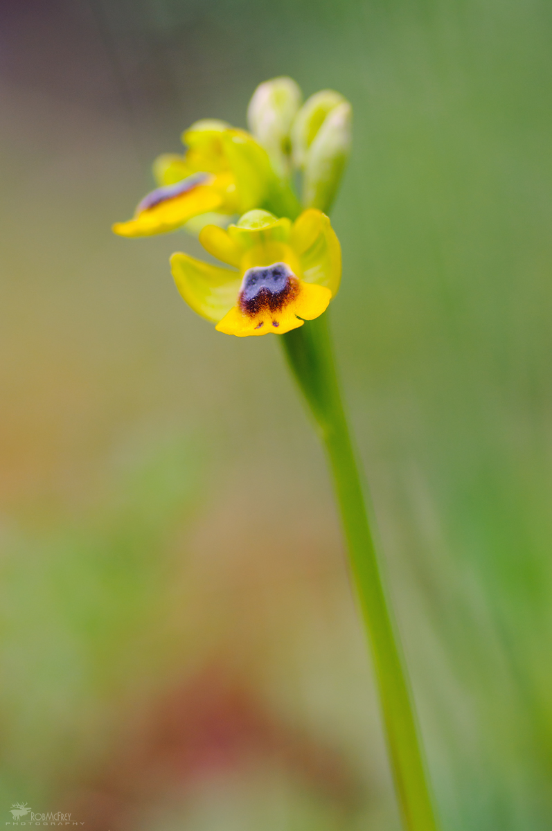 Ophrys lutea