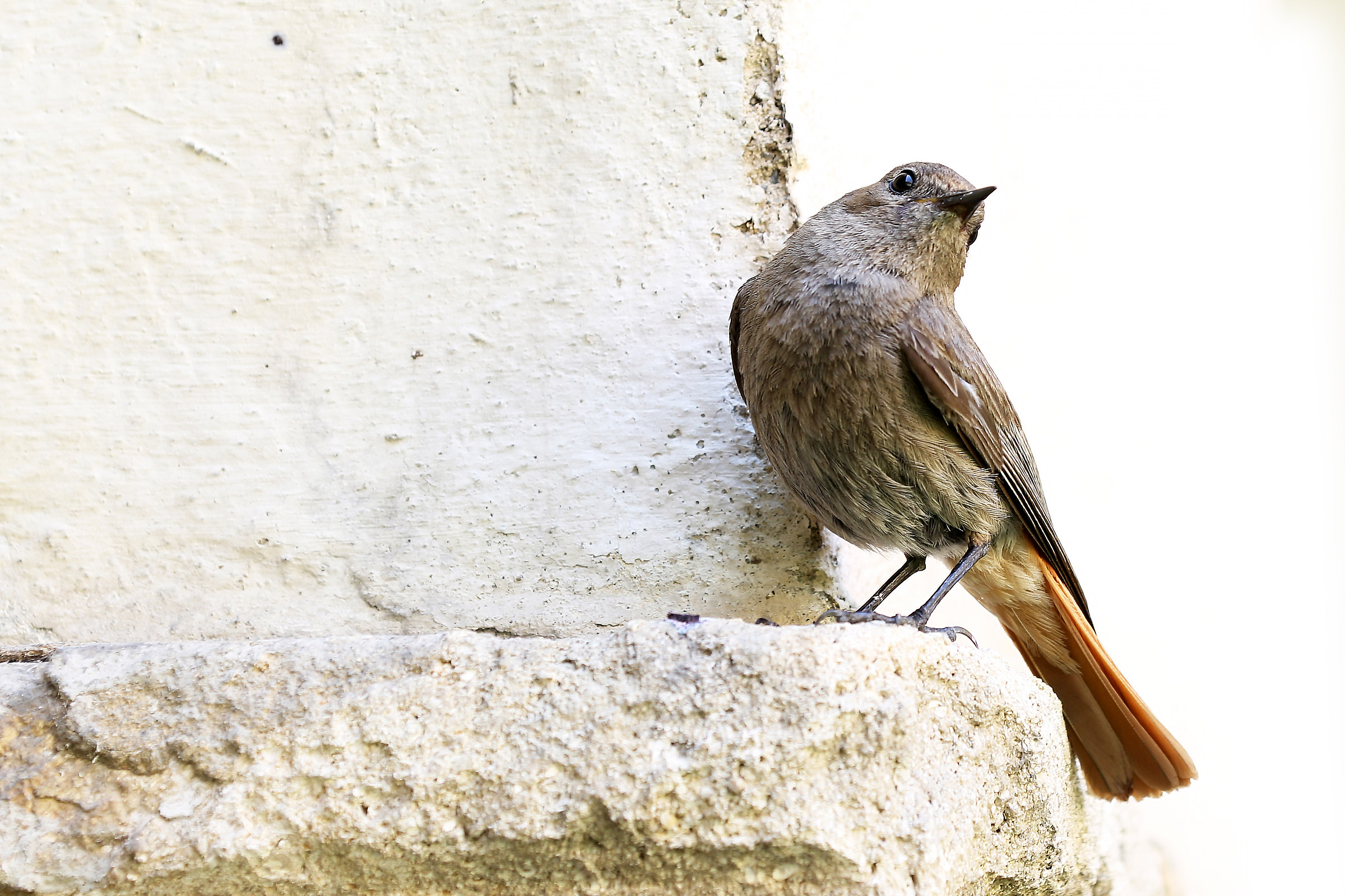 Redstart female