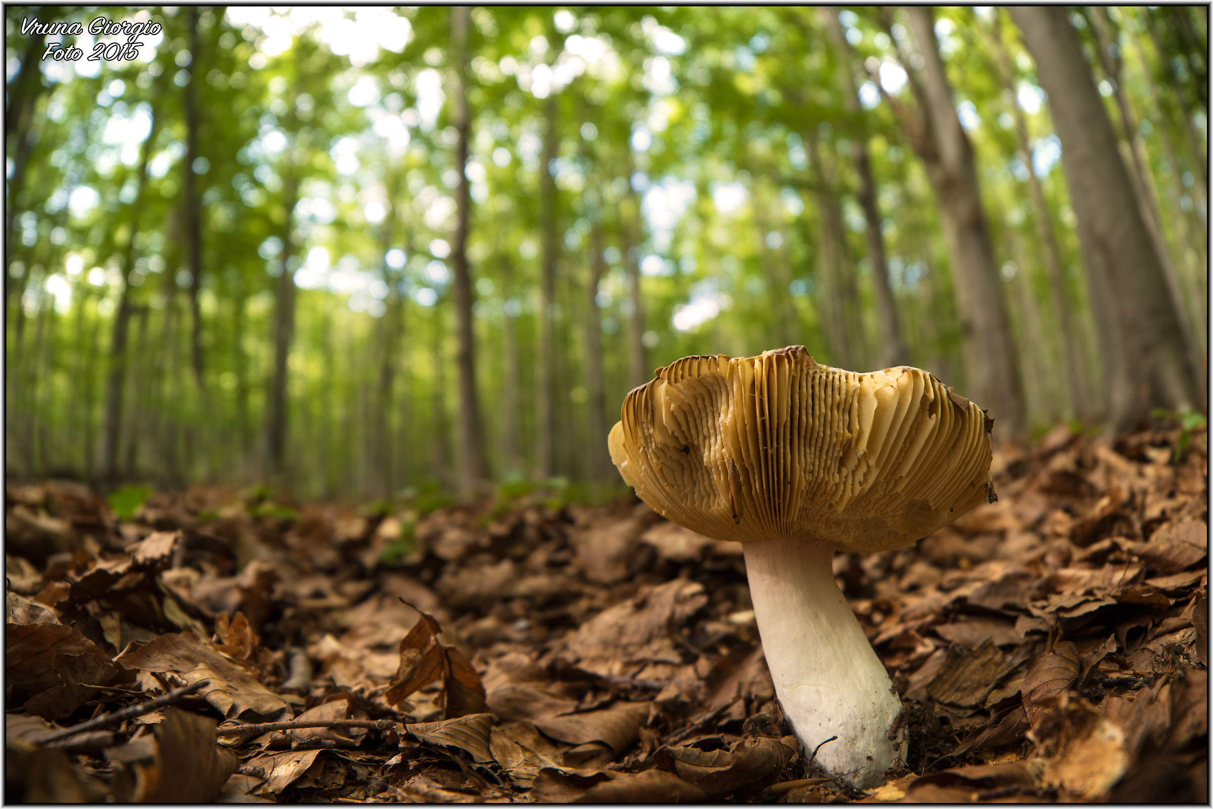 The fruit of the forest ..