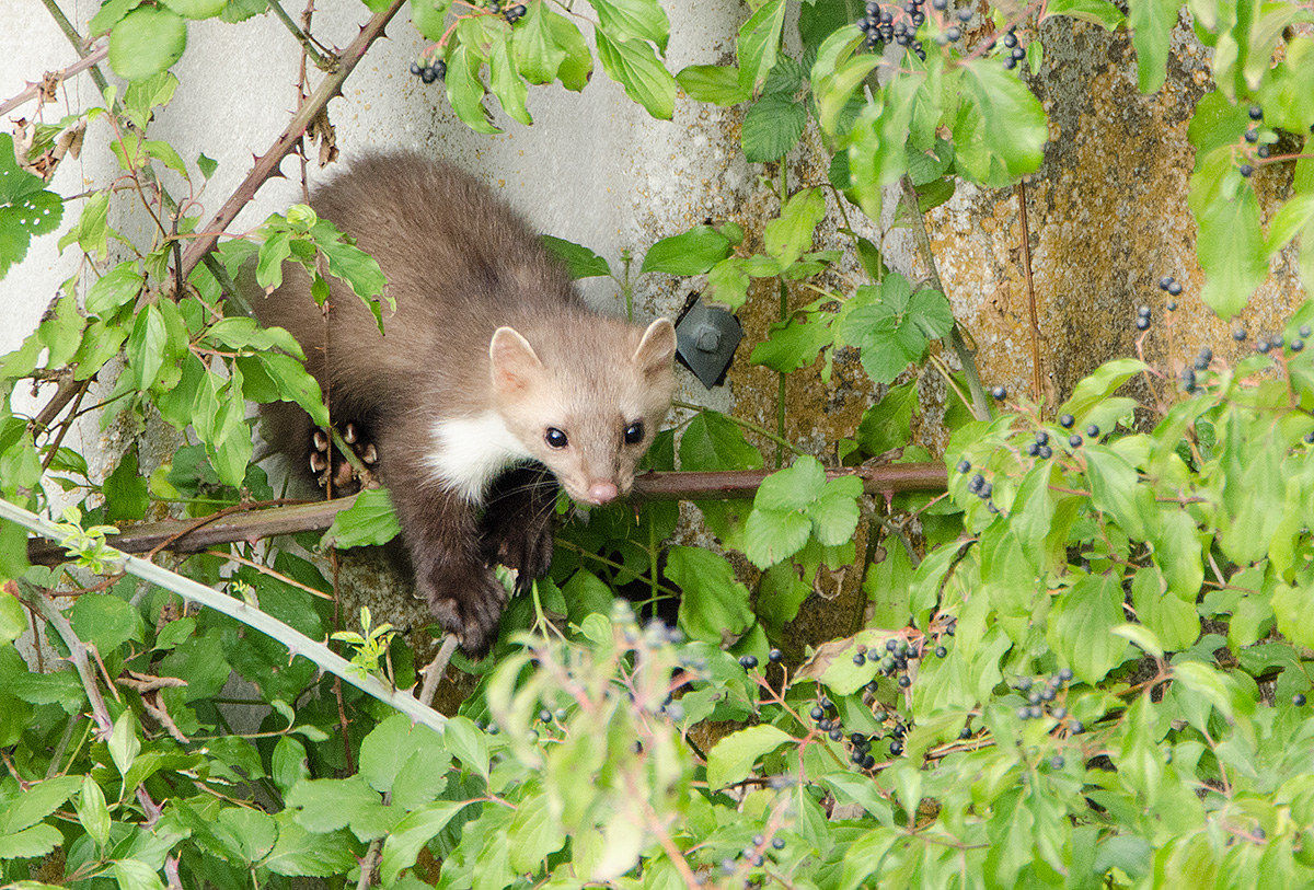sempre dal balcone di casa. faina