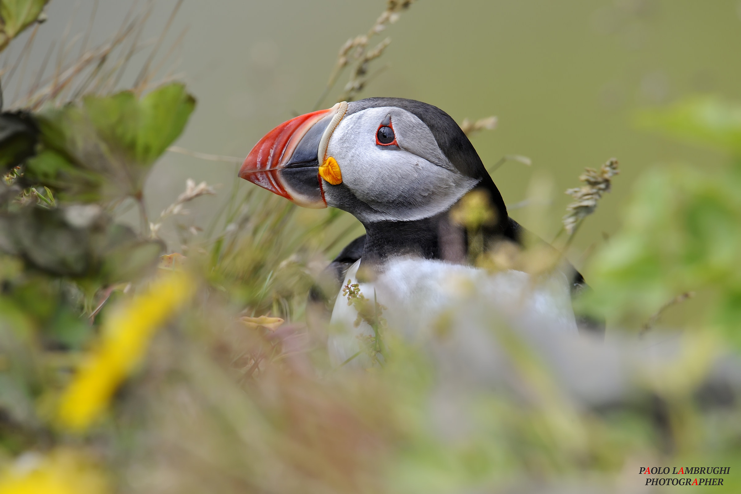 Puffin