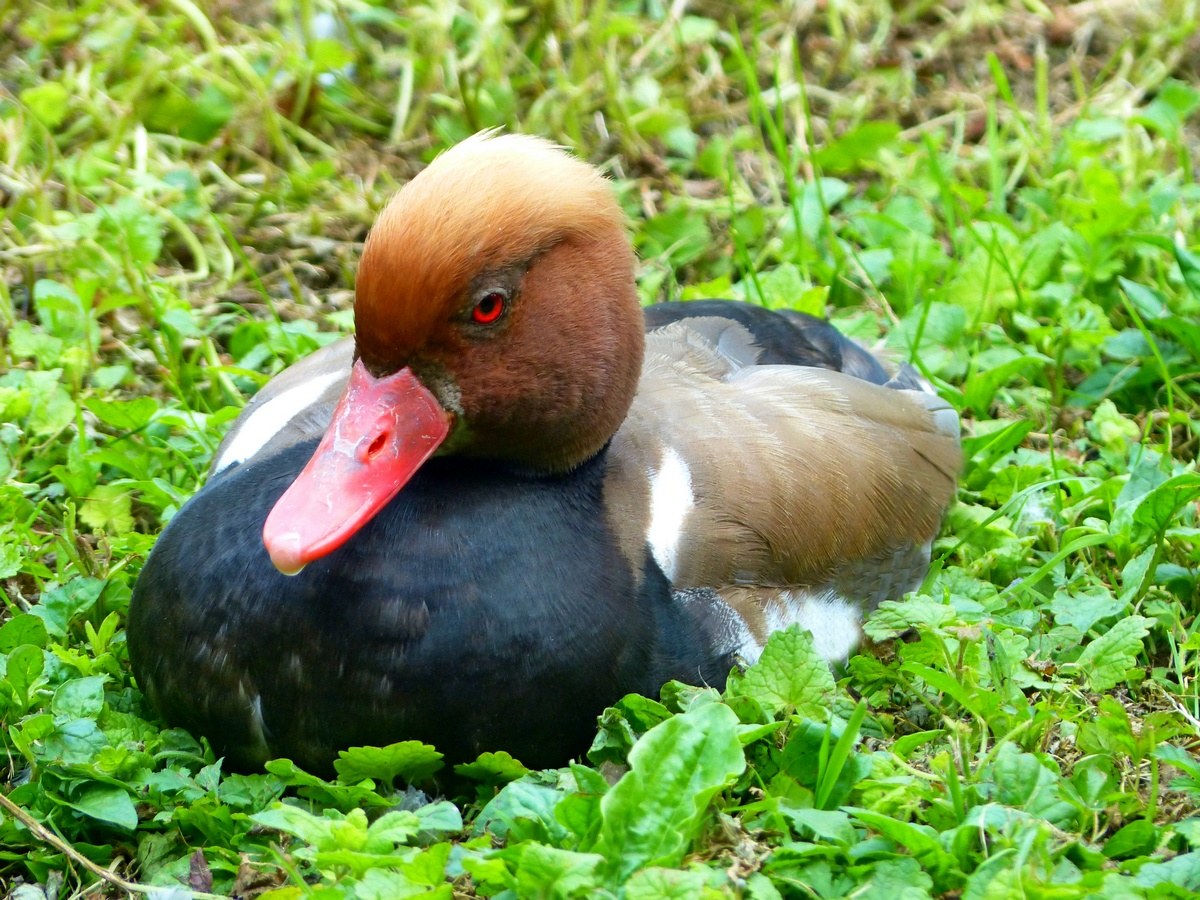Anatra dalla testa rossa