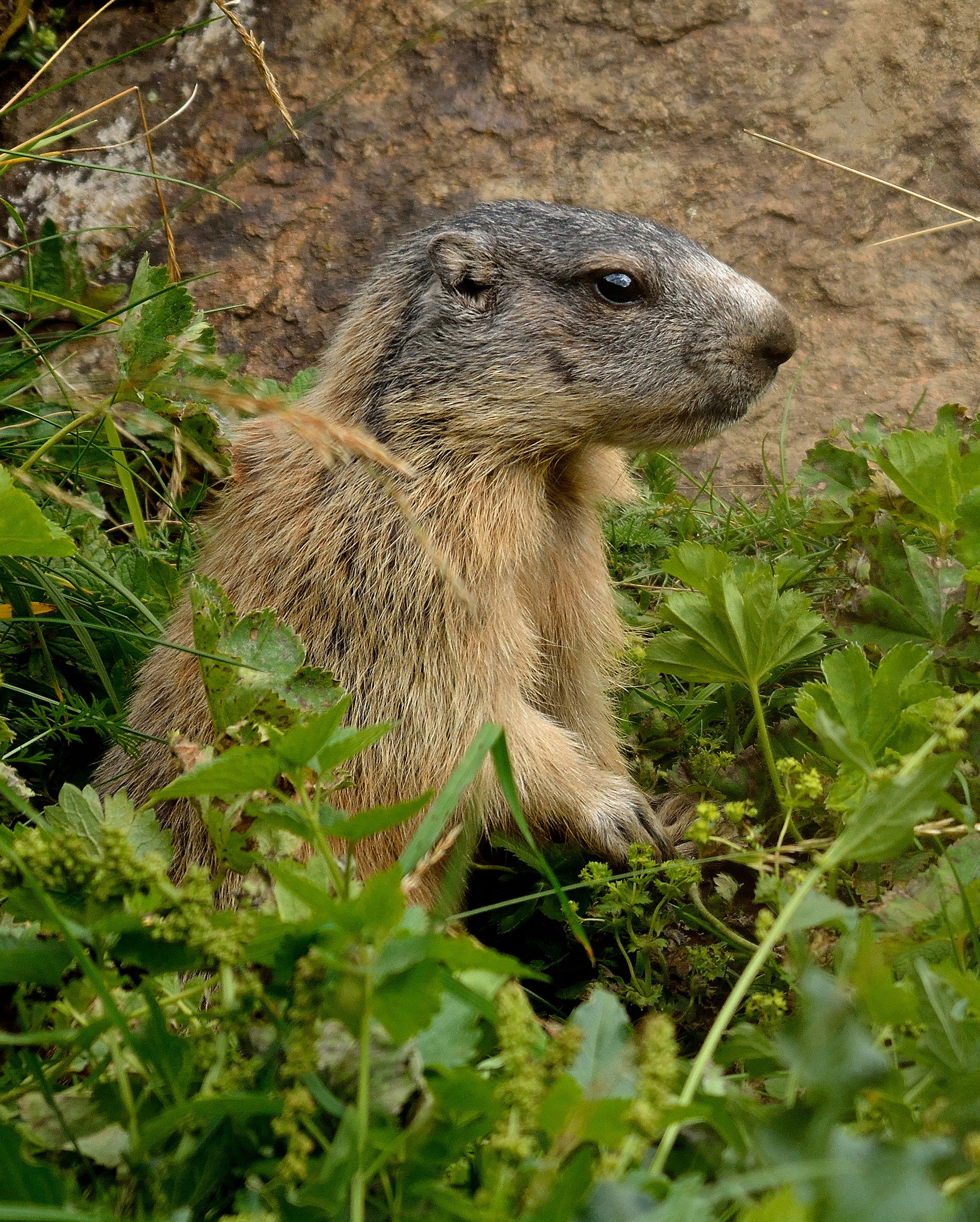 Marmotta malenca